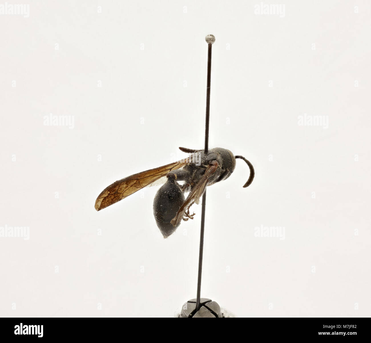 Zethus indicus (Zoosphere 119 071) Stock Photo