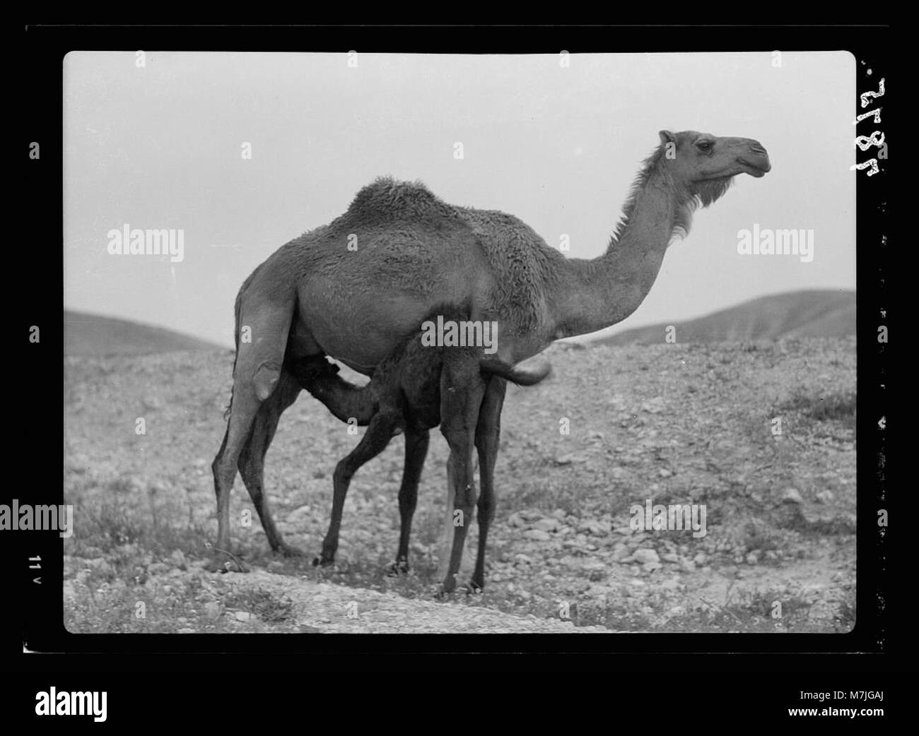 Natural photo of baby animals Black and White Stock Photos & Images - Alamy