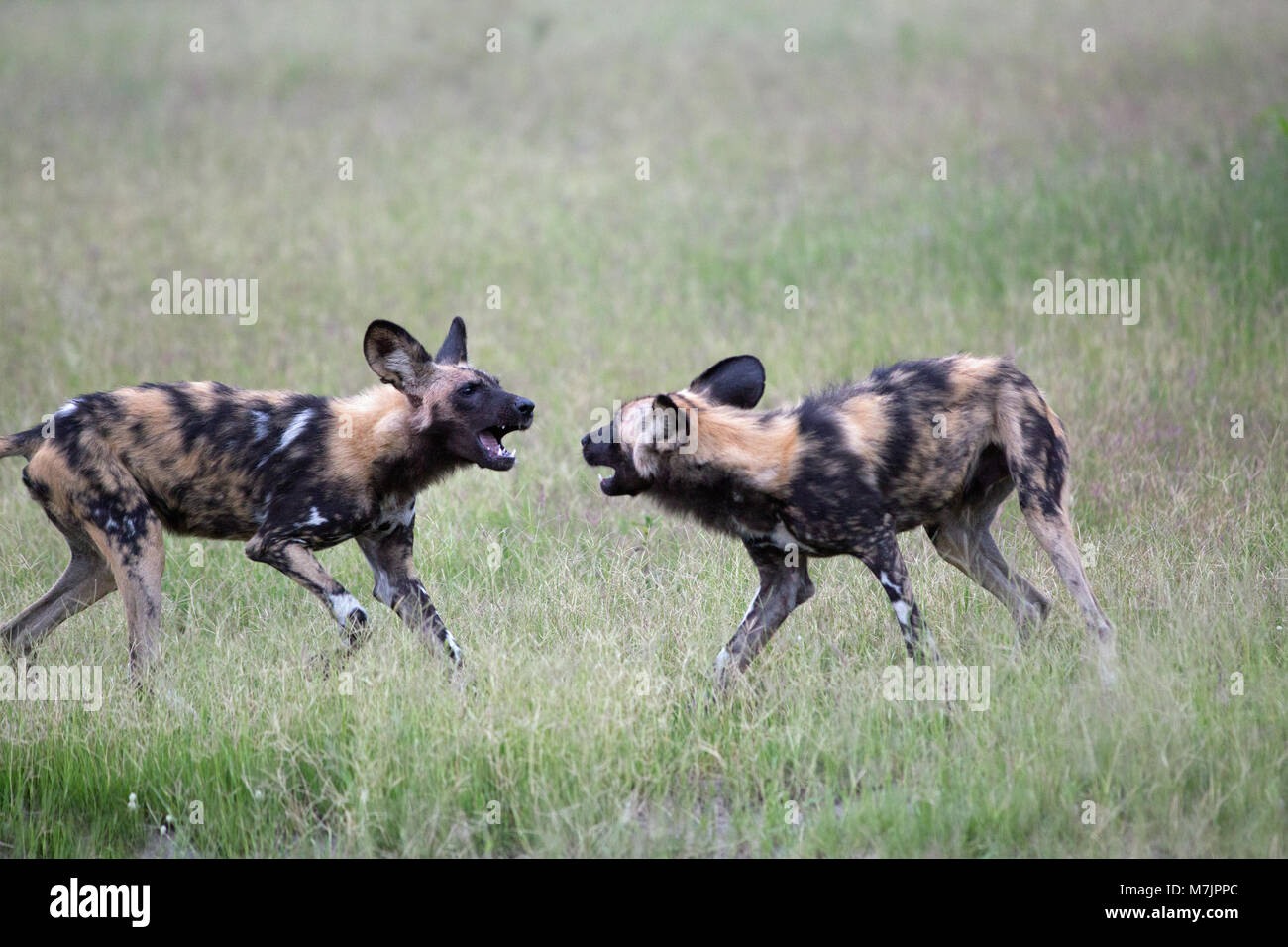 African Hunting Dog, African Wild Dog, or Painted Dog (Lycaon pictus). Okavango Delta. Botswana. Africa. Dispute. Stock Photo