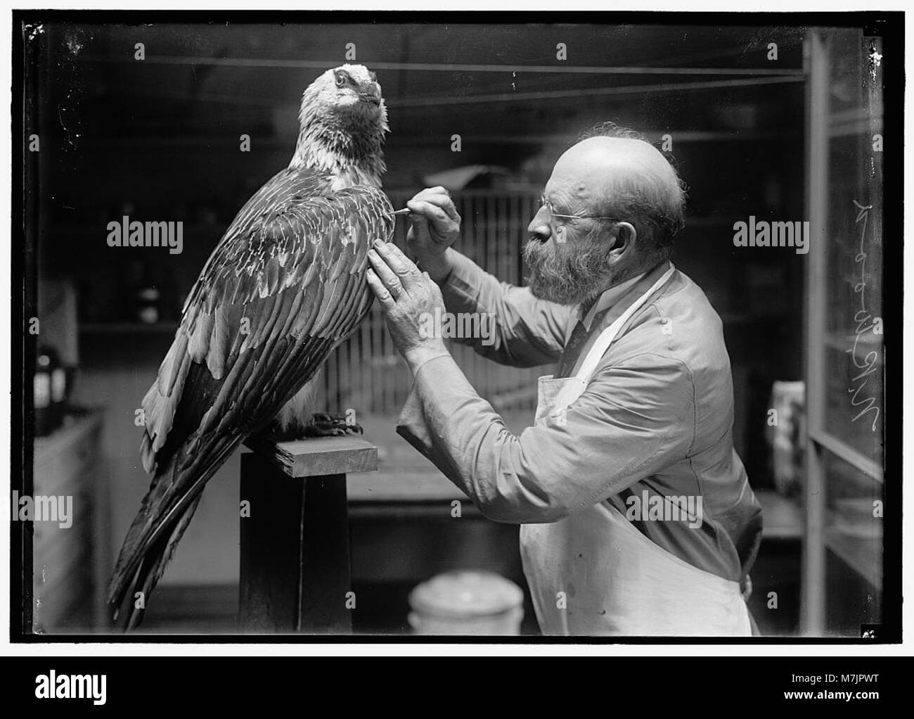 Photograph of N.R. Wood from the Smithsonian Institution mounting birds, capturing an aspect of natural history and museum curation. Stock Photo