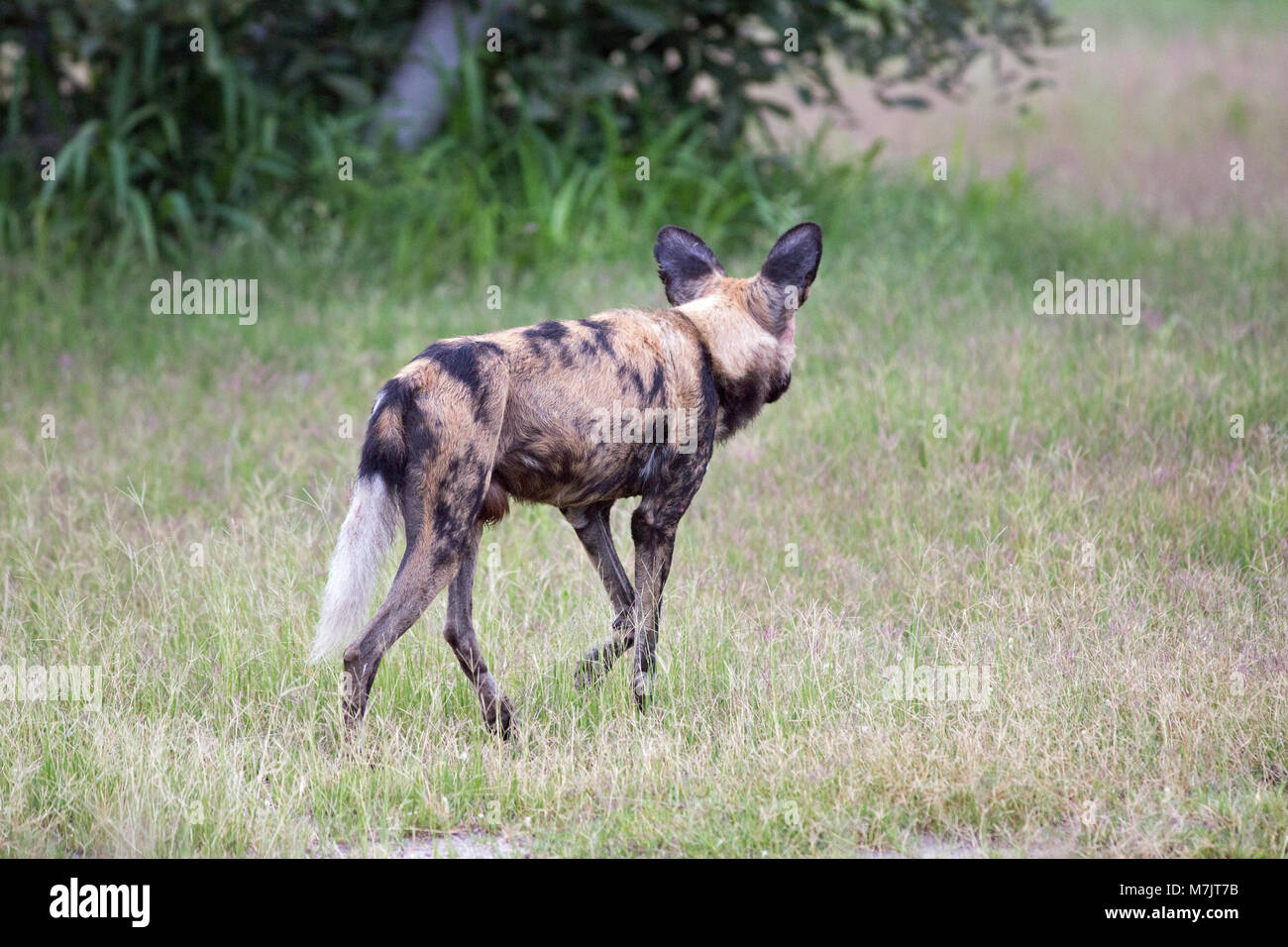African Hunting Dog, or Wild Dog Lycaon pictus, skirting around bush cover to join up with others and make up surprise assault on intended prey animal Stock Photo
