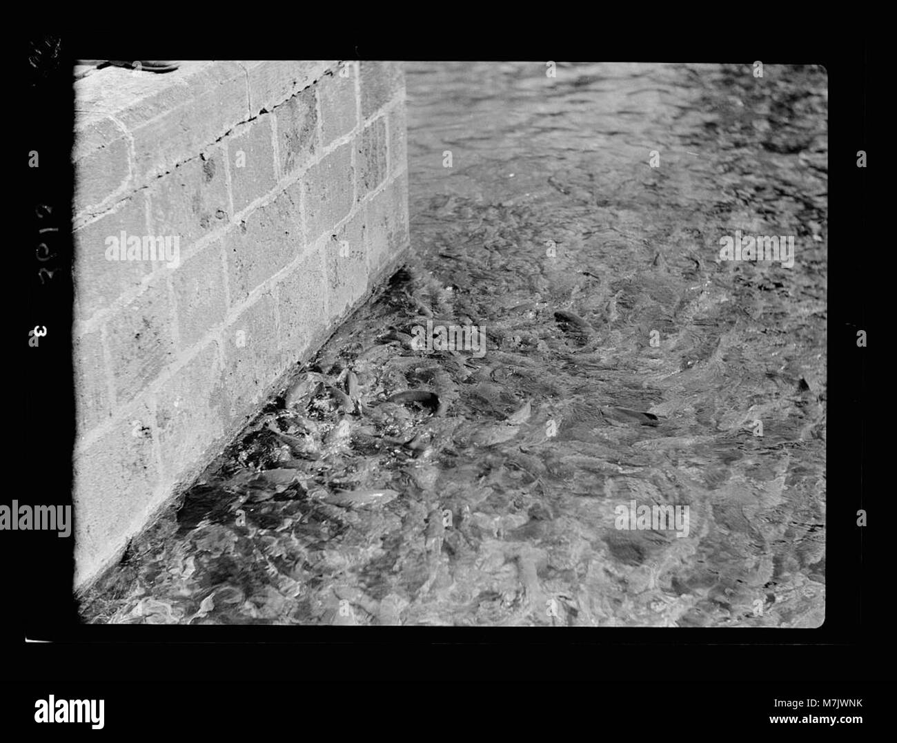 El fish Black and White Stock Photos Images Alamy