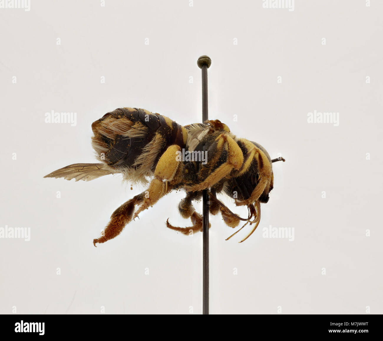 Depicted Insect Anthidium forcipatum, a species of bee, is depicted in this image. The ...