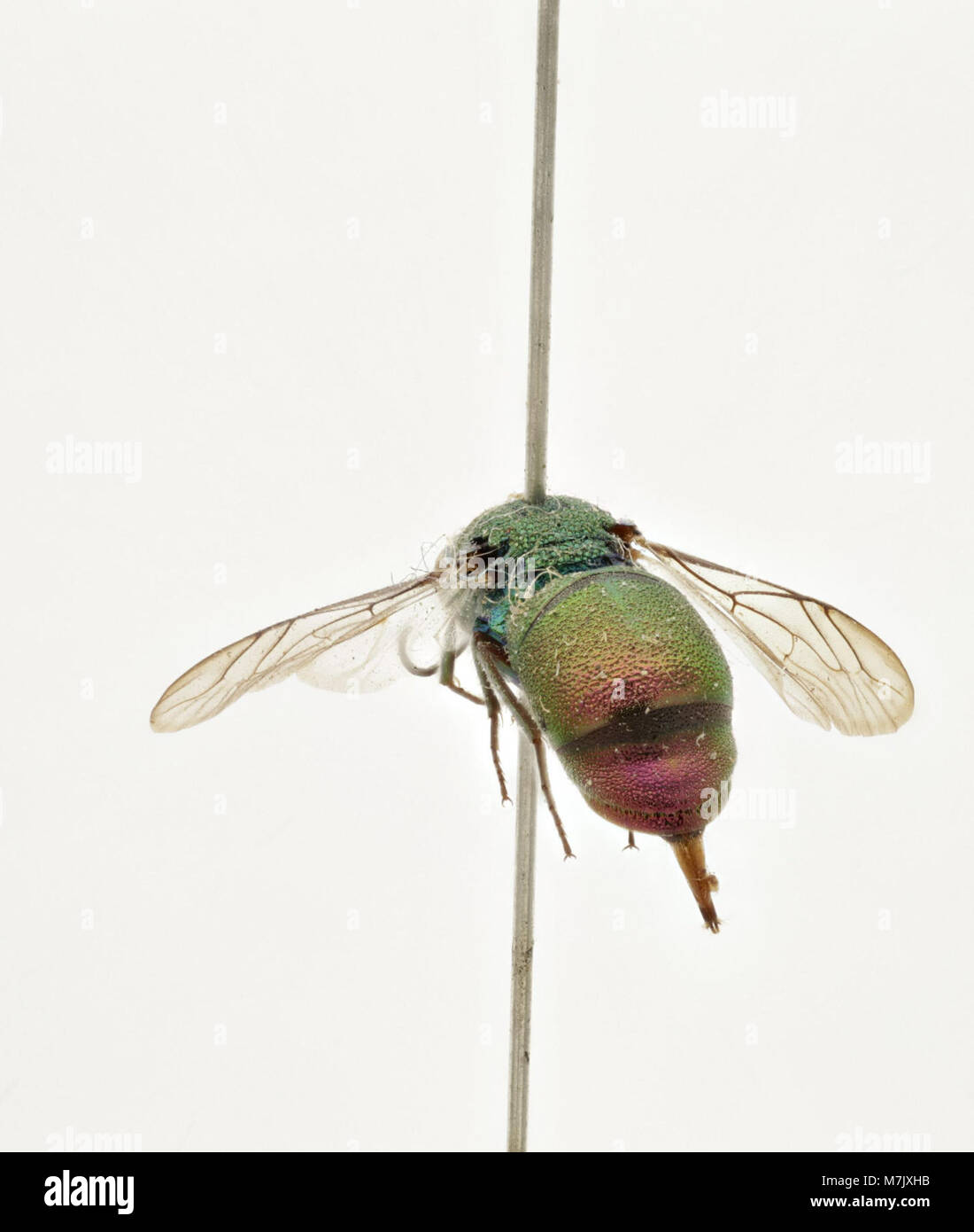 An image of Chrysis marqueti, a species of parasitic wasp. This insect ...