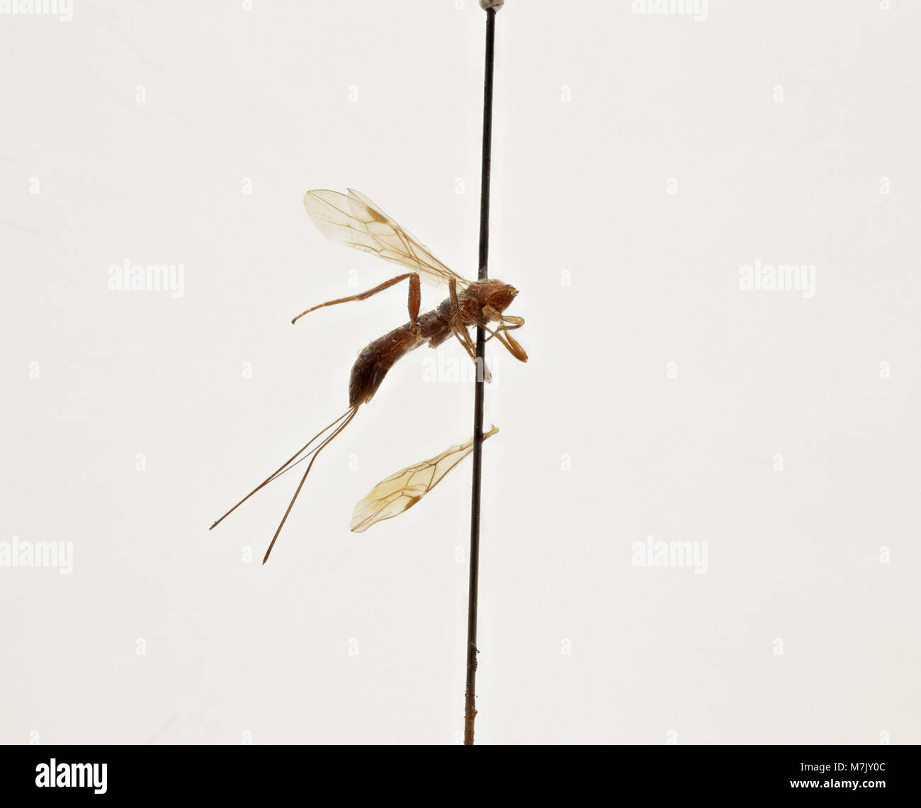 Depicted Insect Depicted insects hi-res stock photography and images - Alamy