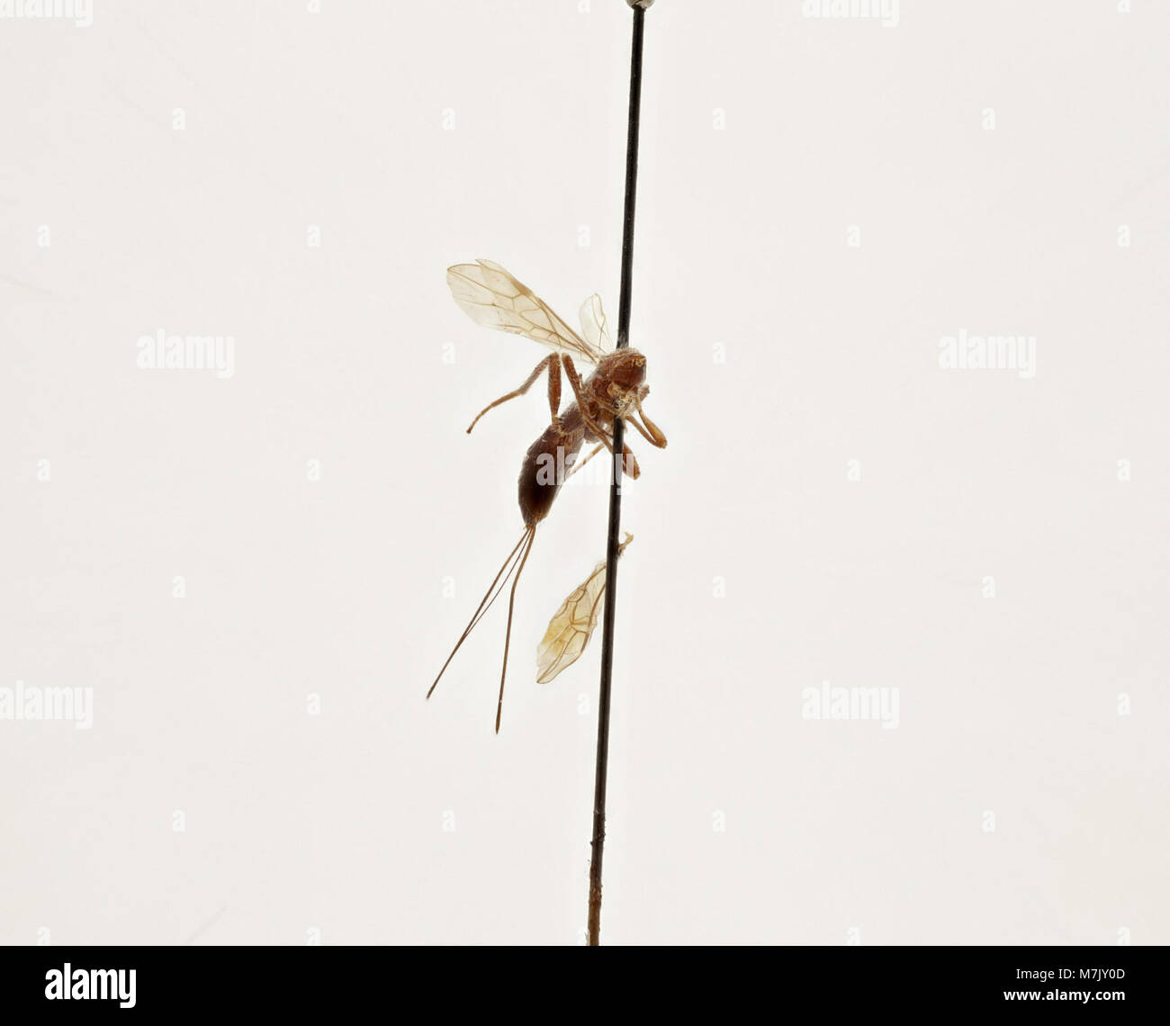 A detailed illustration of Doryctes deuticoxa, an insect species ...