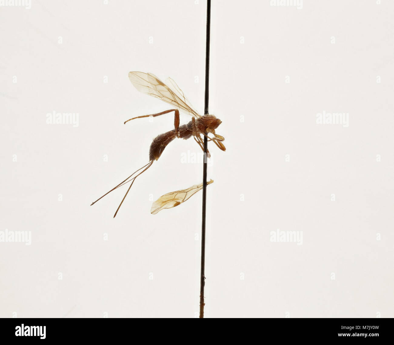 This image depicts Doryctes deuticoxa, a species of insect, important ...