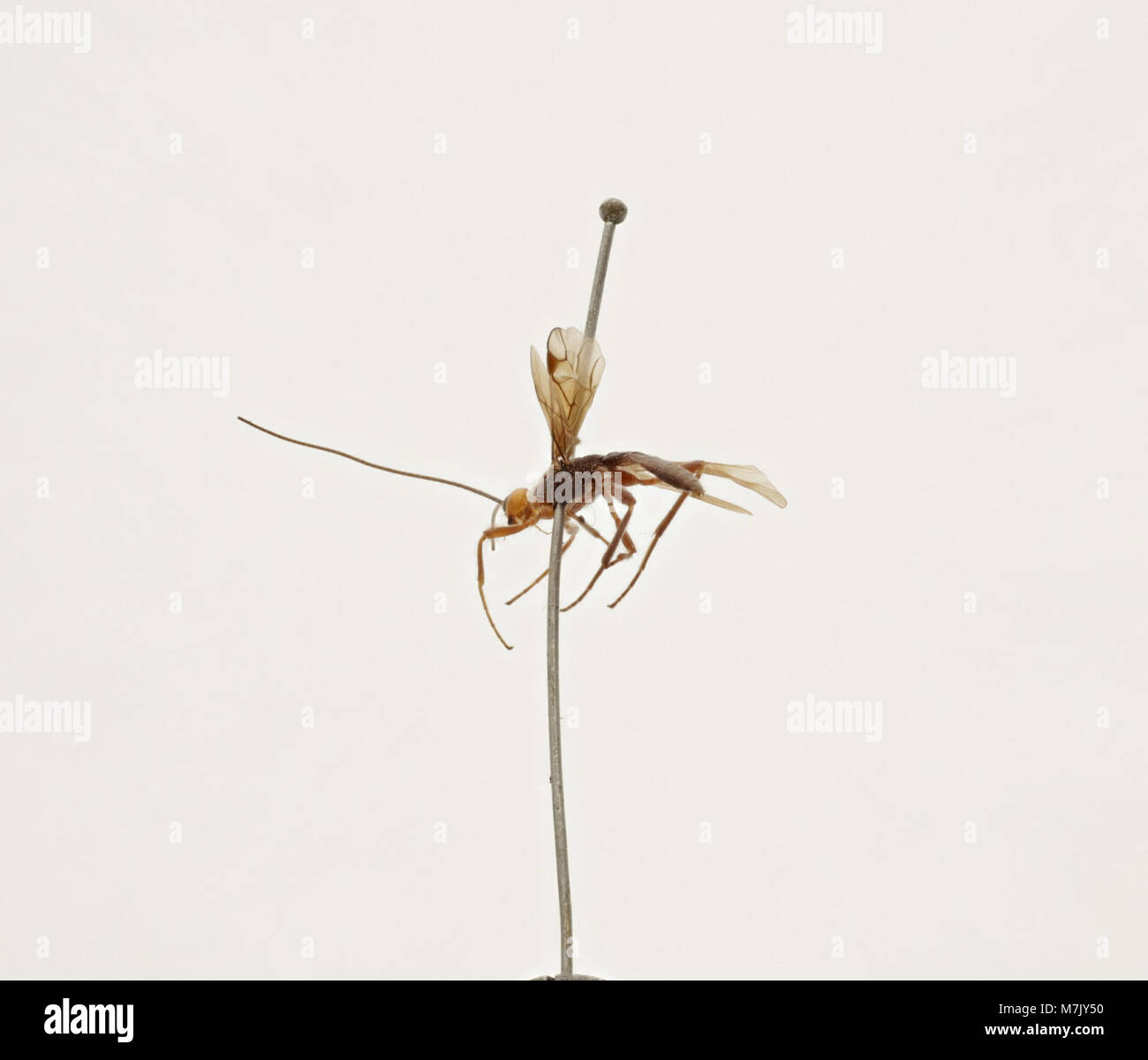 This photograph showcases Doryctes fulviceps, an insect species in the ...