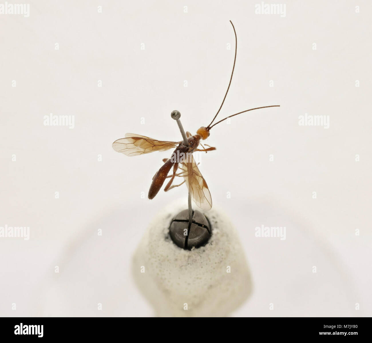A specimen of Doryctes fulviceps, a species of parasitic wasp ...