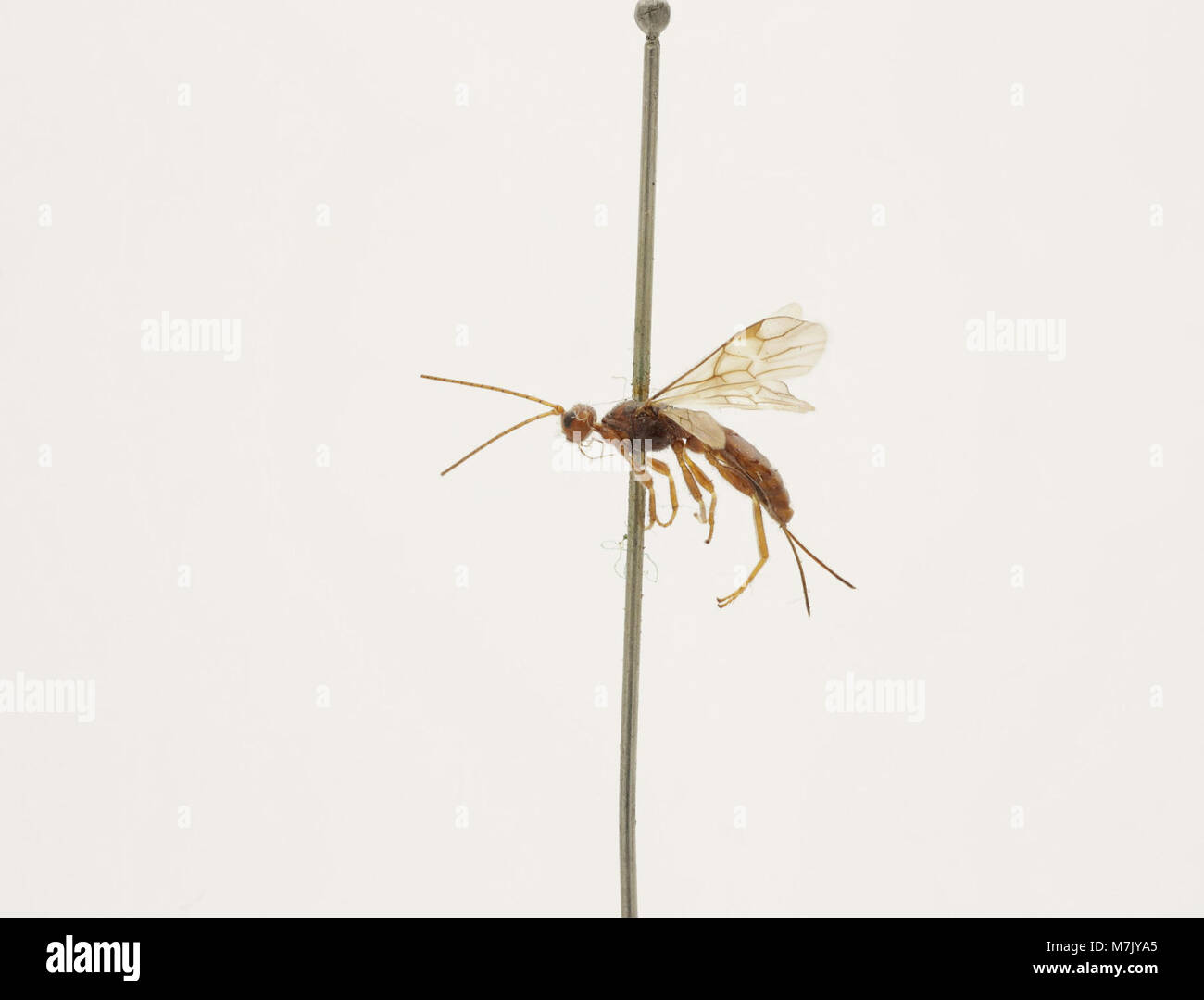 Parasatic Insect Tree Doryctes pomarius is a species of parasitic wasp that targets various ...