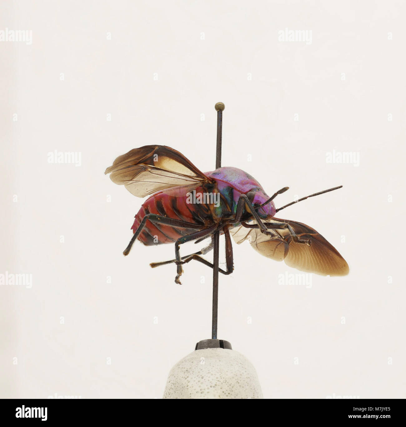 A scientific image of the insect species Eucorysses iris, contributing ...