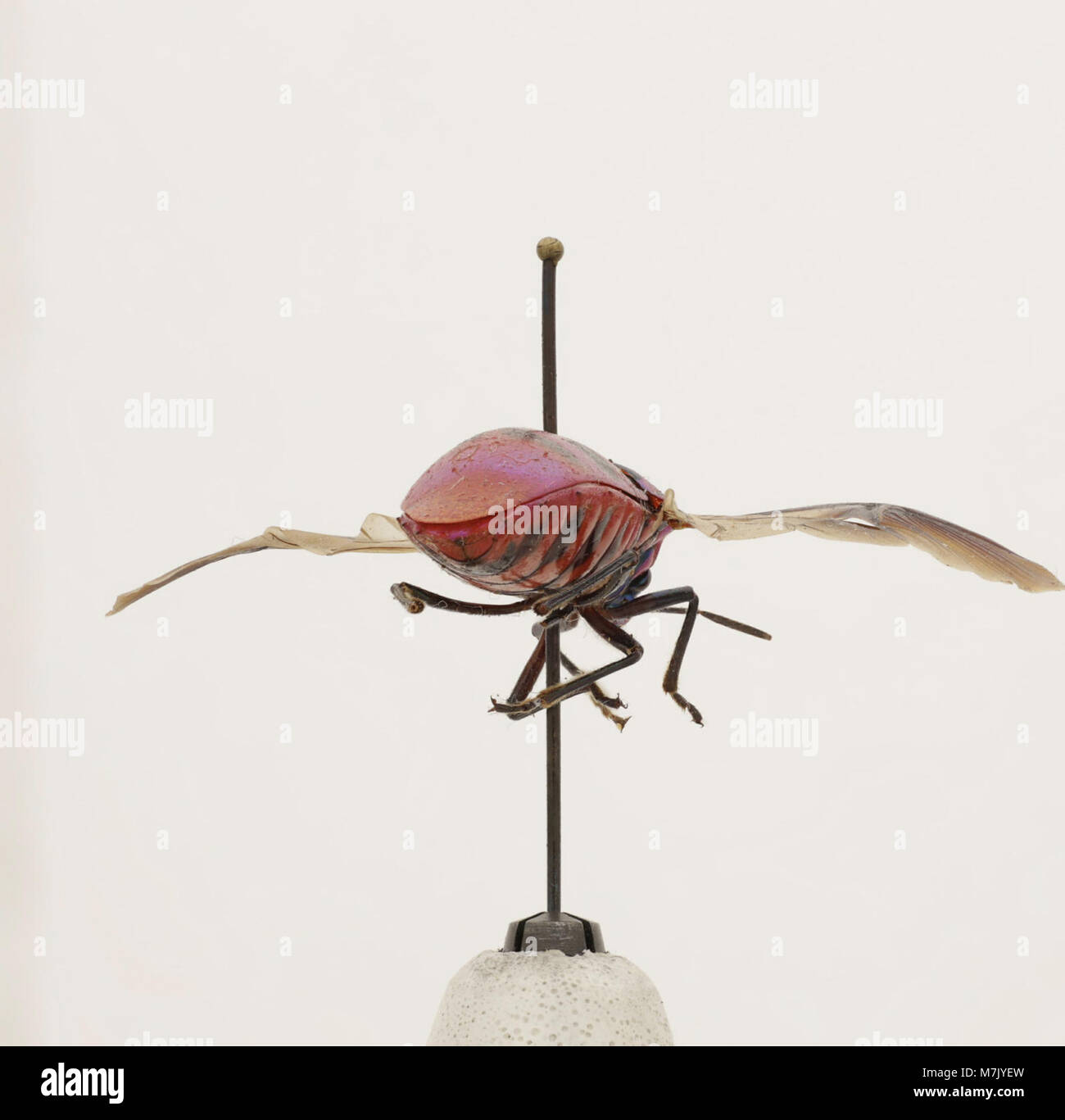 A depiction of Eucorysses iris, an insect species known for its ...