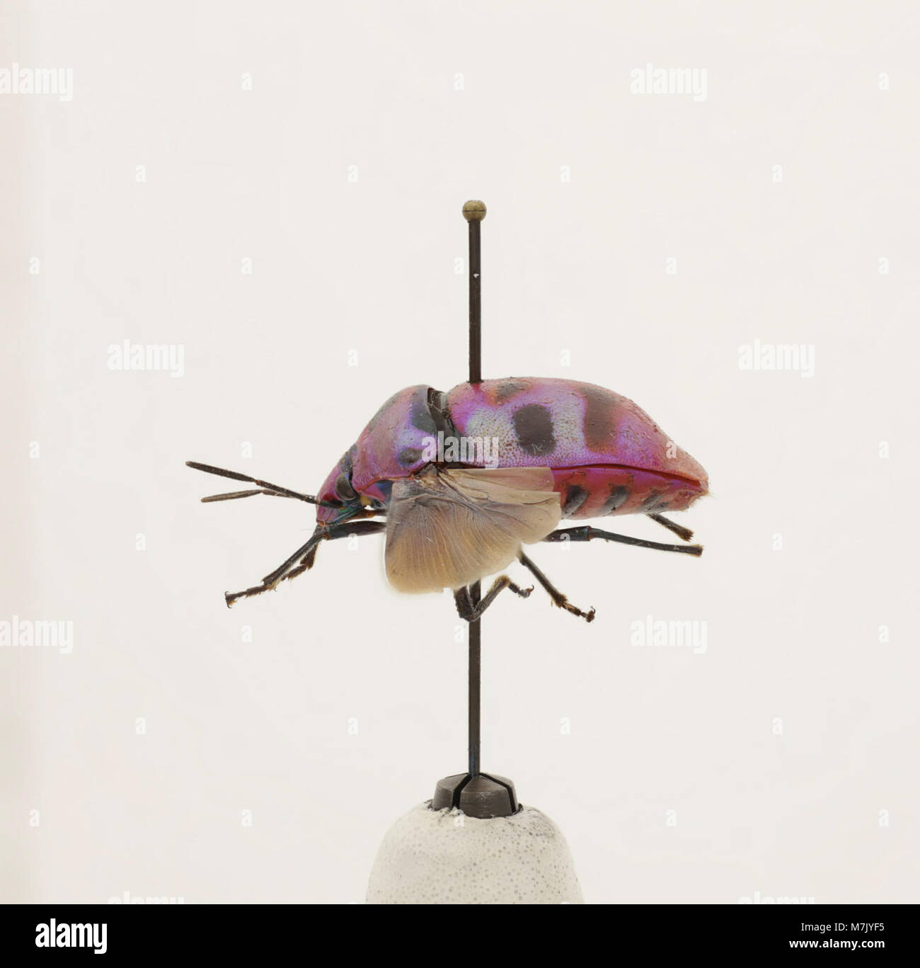 This image depicts a specimen of Eucorysses iris, a species of insect ...