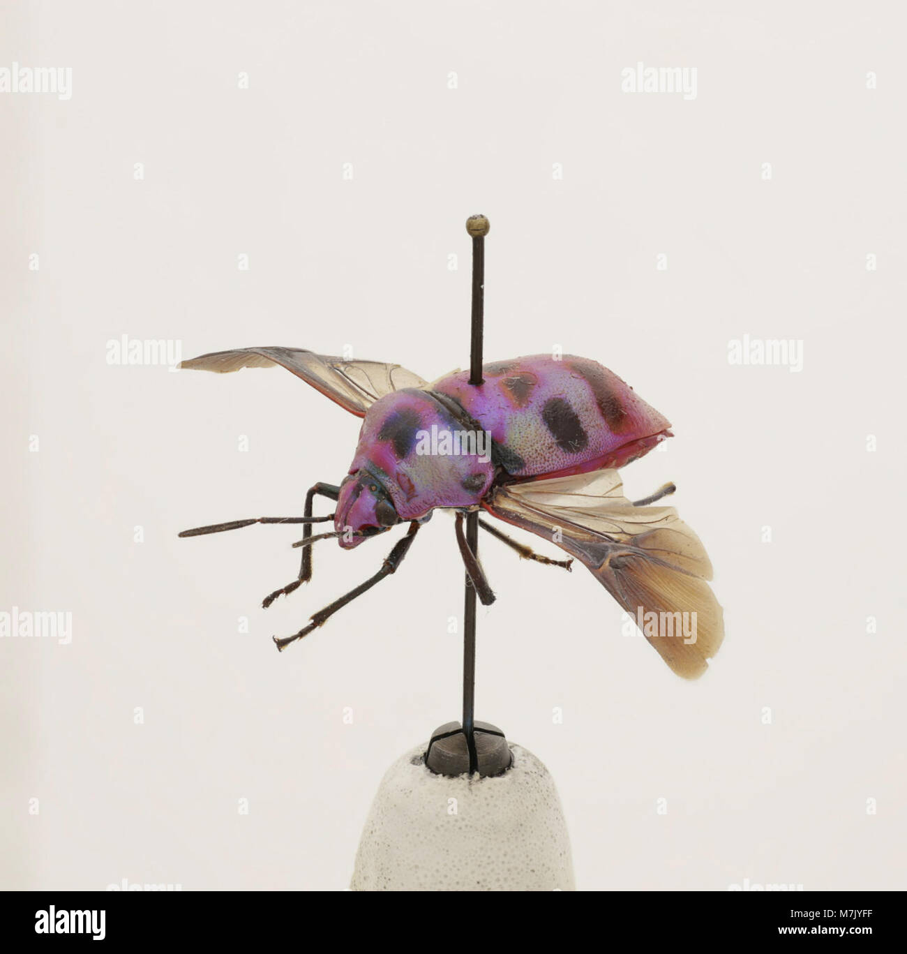 A close-up image of Eucorysses iris, a species of beetle from the ...