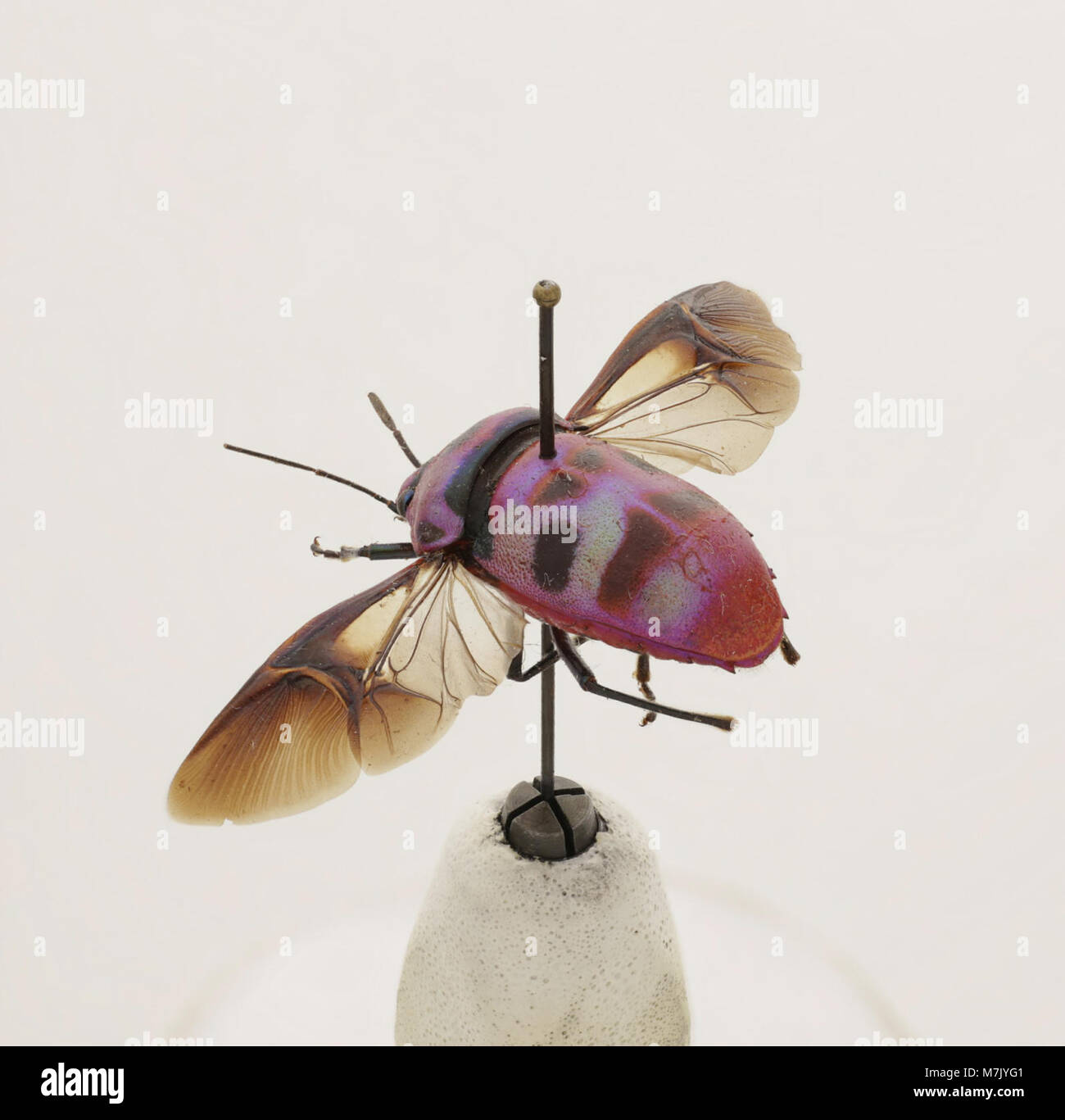 Eucorysses iris is a species of beetle, documented for its distinctive ...
