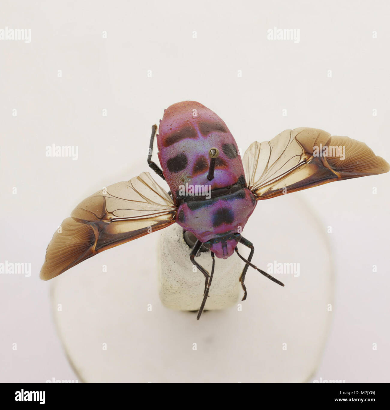 This image shows the species Eucorysses iris, a type of insect ...