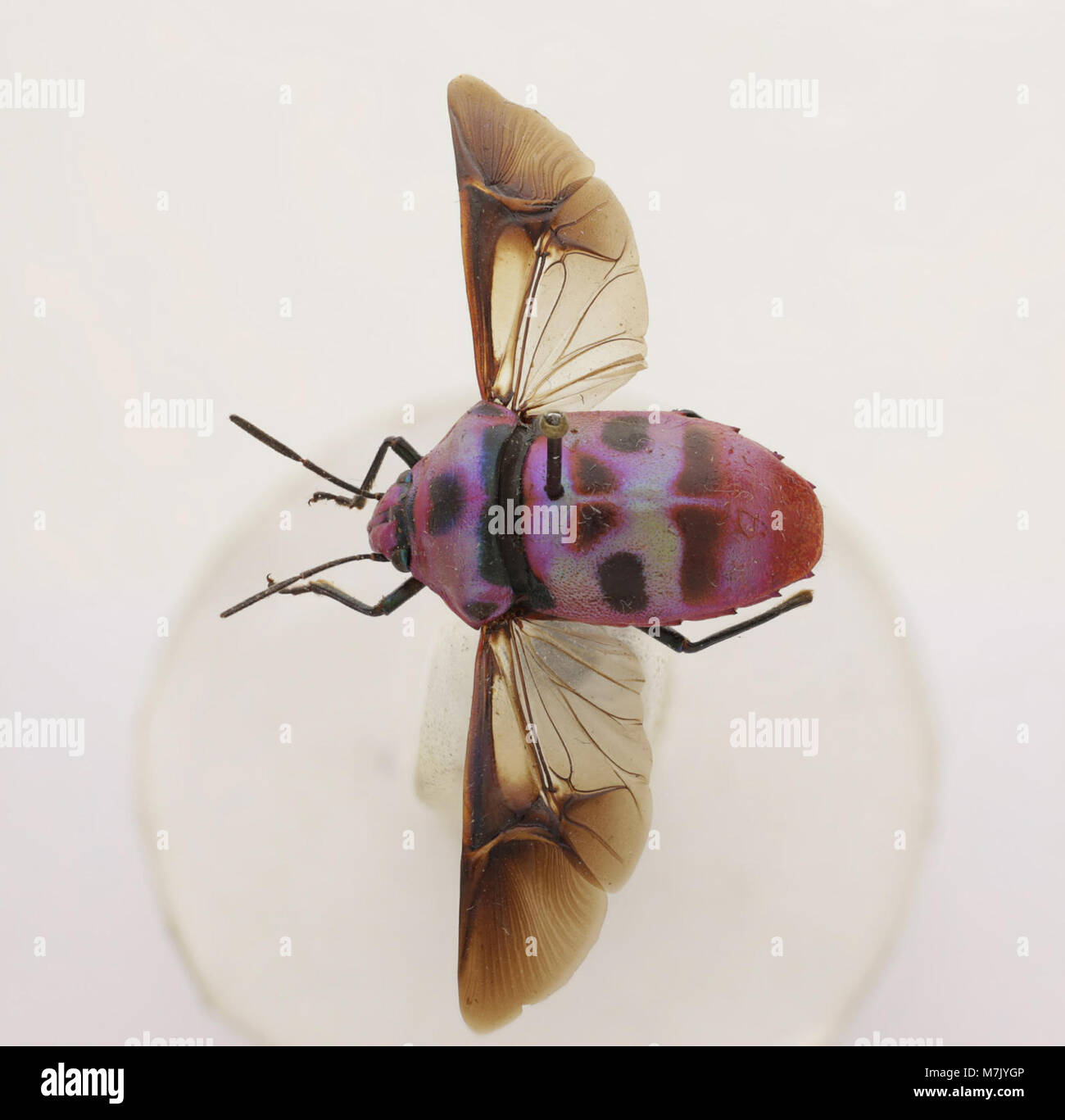 A depiction of Eucorysses iris, a species of beetle within the ...