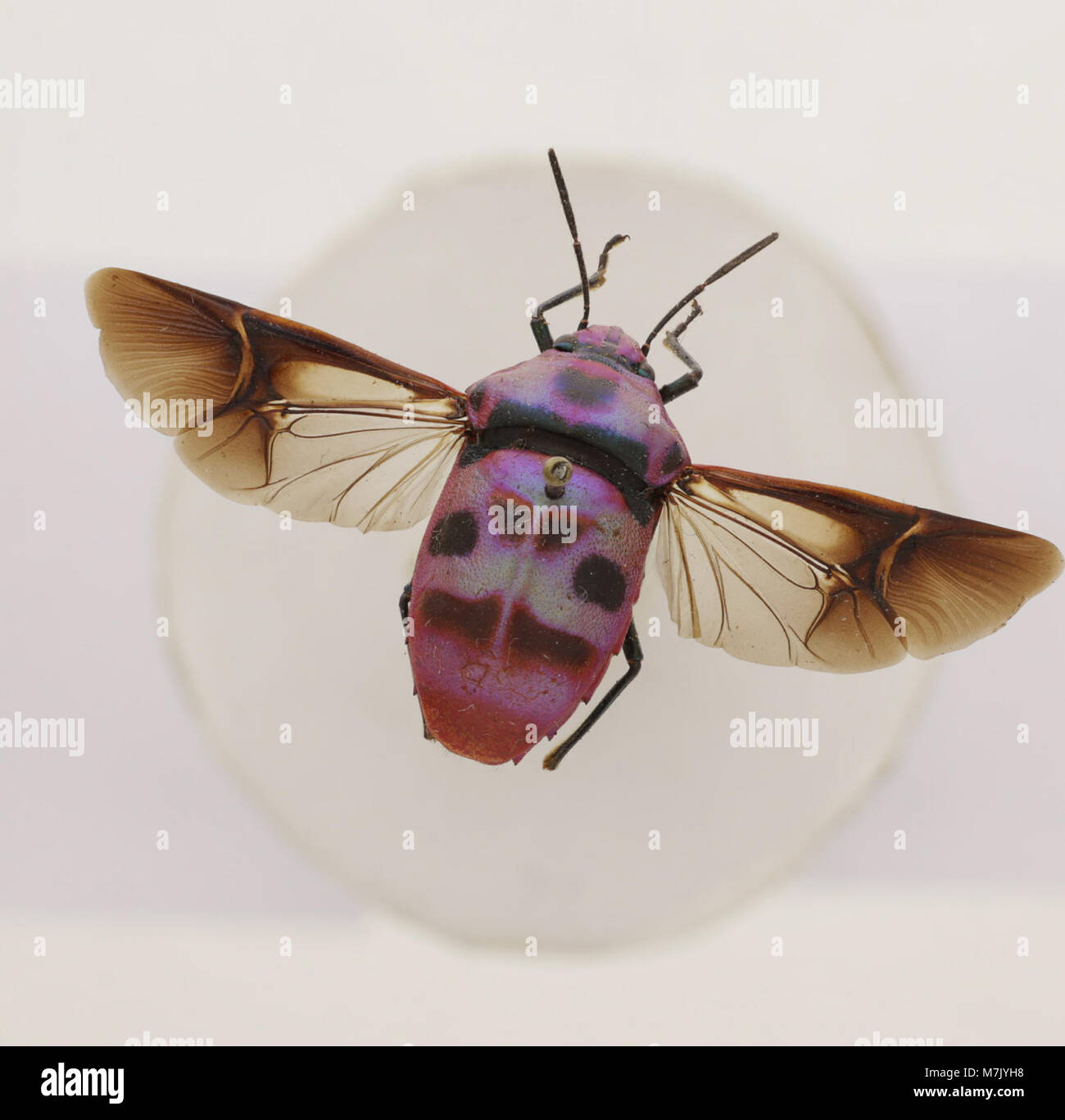 An image of Eucorysses iris, a species of beetle, showcasing its ...