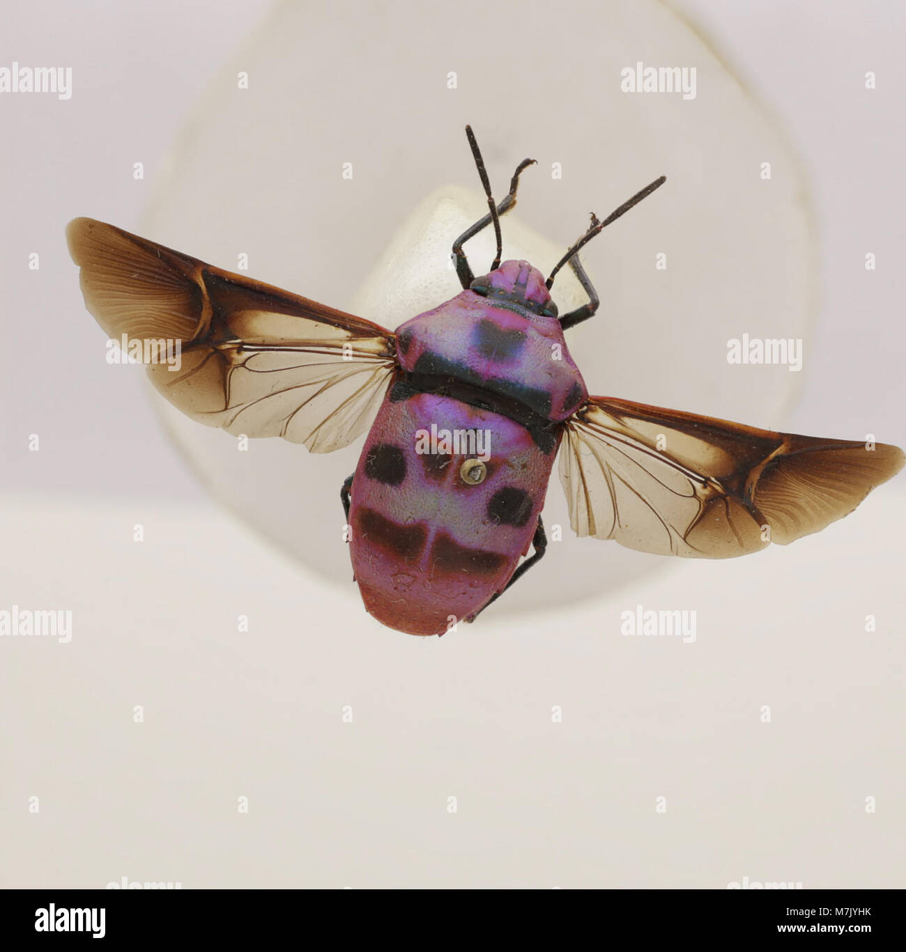 A detailed study of the species Eucorysses iris, an insect belonging to ...