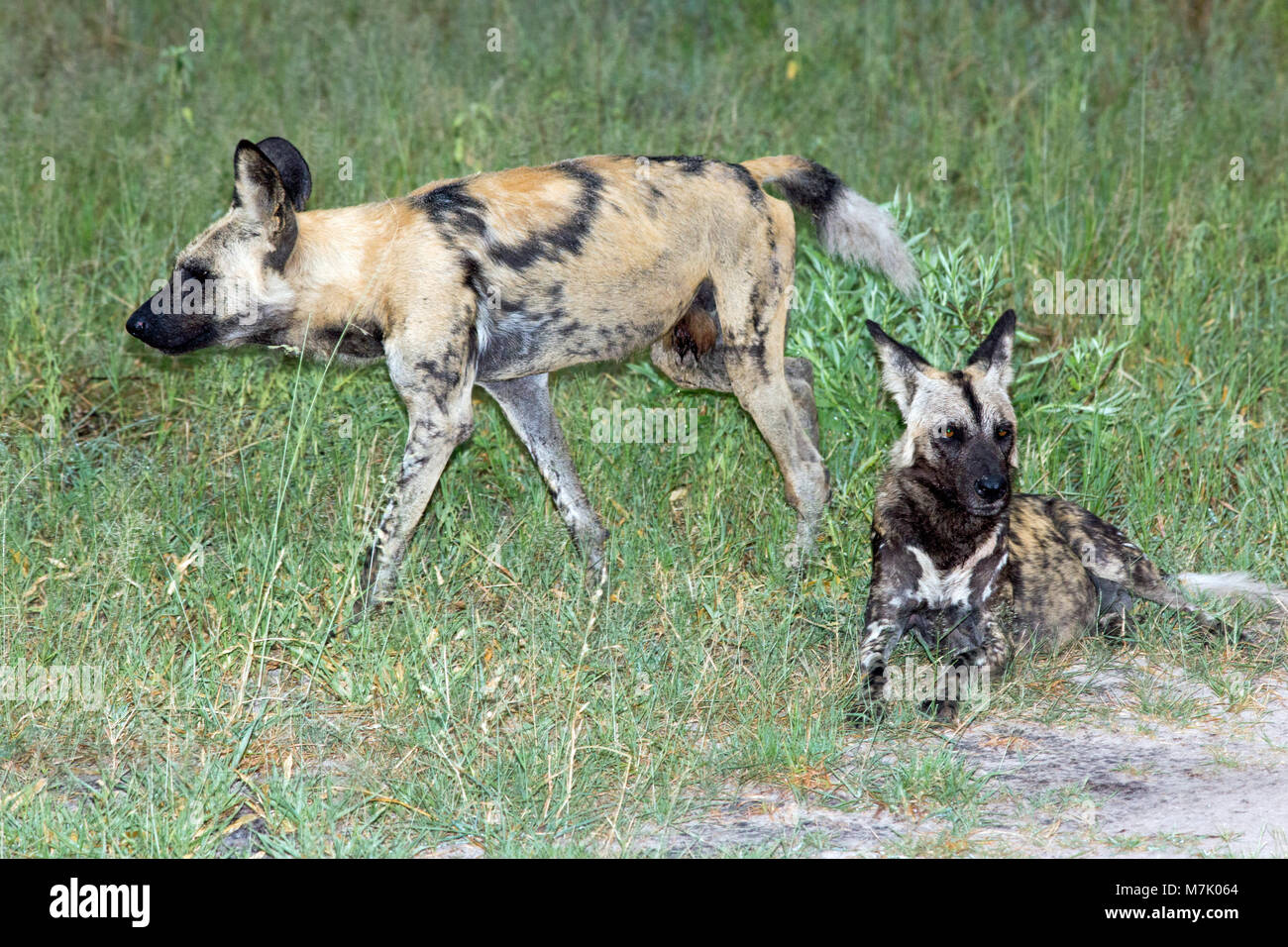 African Hunting Dogs, or African Wild Dogs or African Painted Dogs or Painted Wolves (Lycaon pictus). Stock Photo