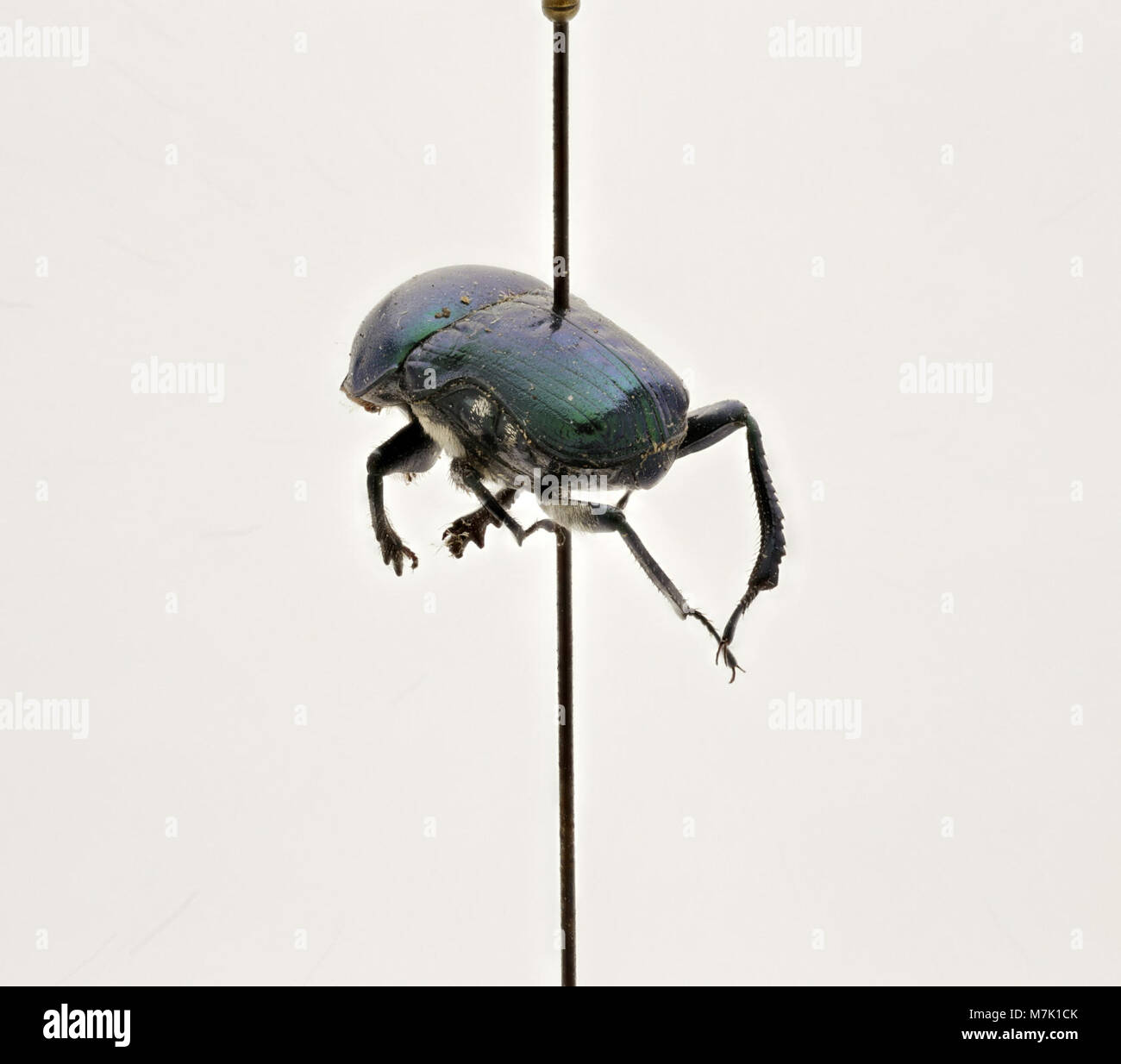 Ck Insect A scientific image of Gymnopleurus sericeifrons, a species of dung ...