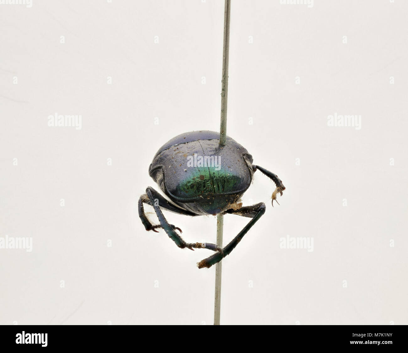 Green dung beetle hi-res stock photography and images - Alamy Green dung beetle hi-res stock photography and images - Alamy