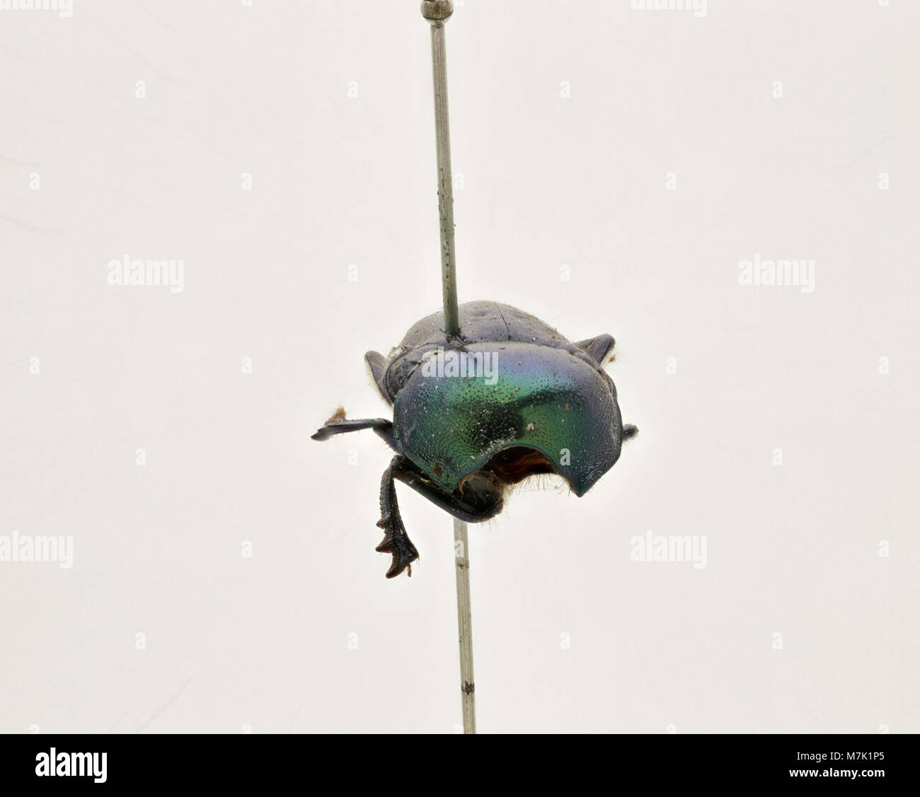 Gymnopleurus virens (Zoosphere 143 052 Stock Photo Alamy