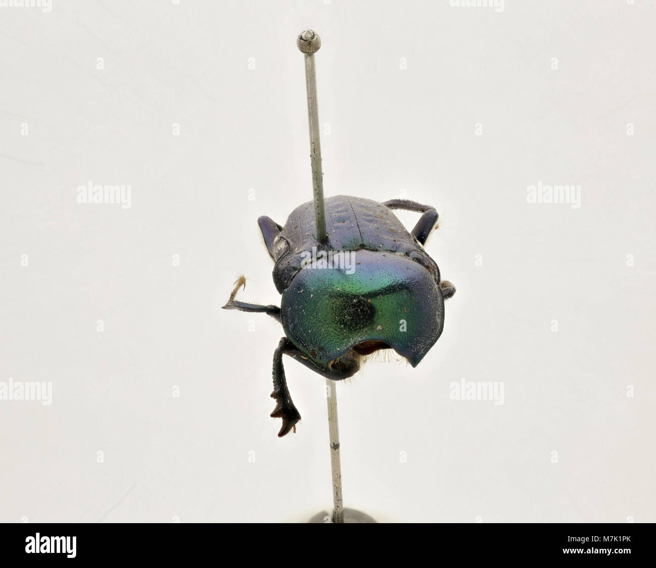 Gymnopleurus virens (Zoosphere 143 064 Stock Photo Alamy