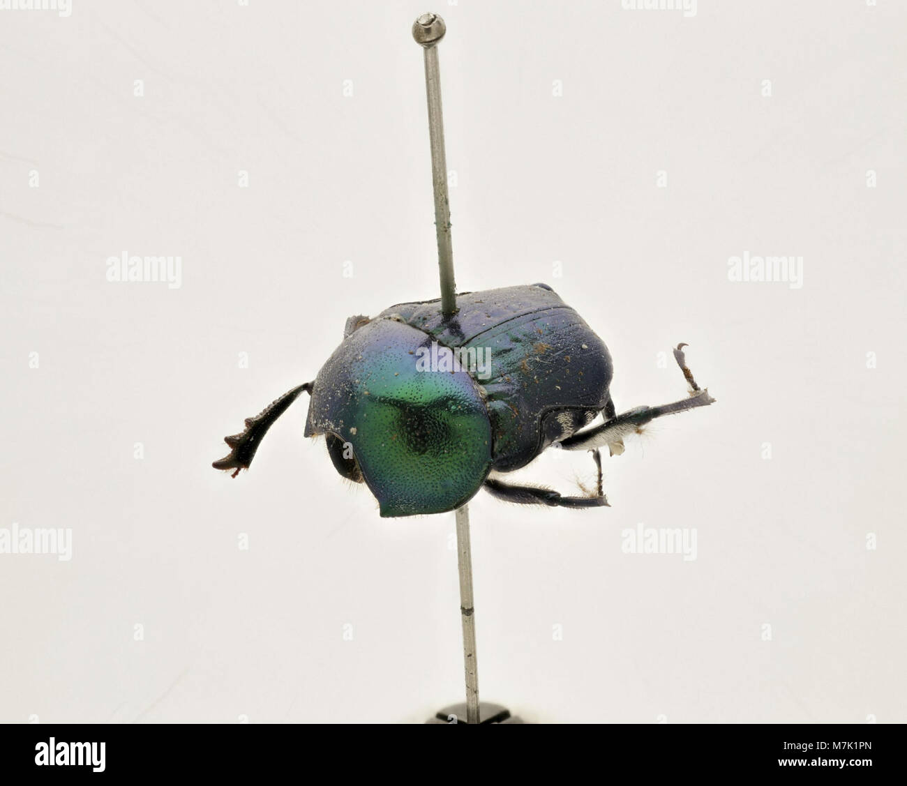 Gymnopleurus virens (Zoosphere 143 066 Stock Photo Alamy