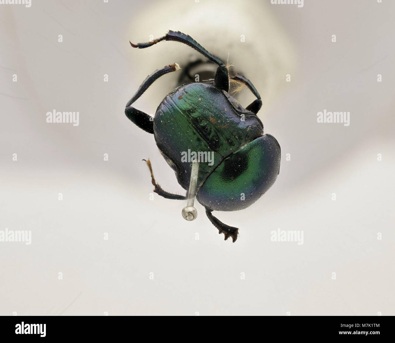 Gymnopleurus virens (Zoosphere 143 111 Stock Photo Alamy