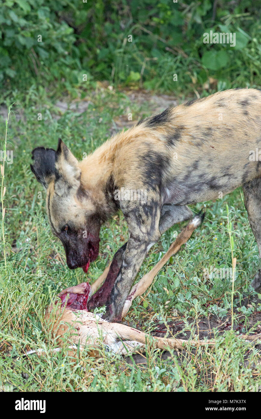 African Hunting Dog, or African Wild Dog or African Painted Dog or Painted Wolve (Lycaon pictus). Pack having made a kill, one dog using fore legs to  Stock Photo