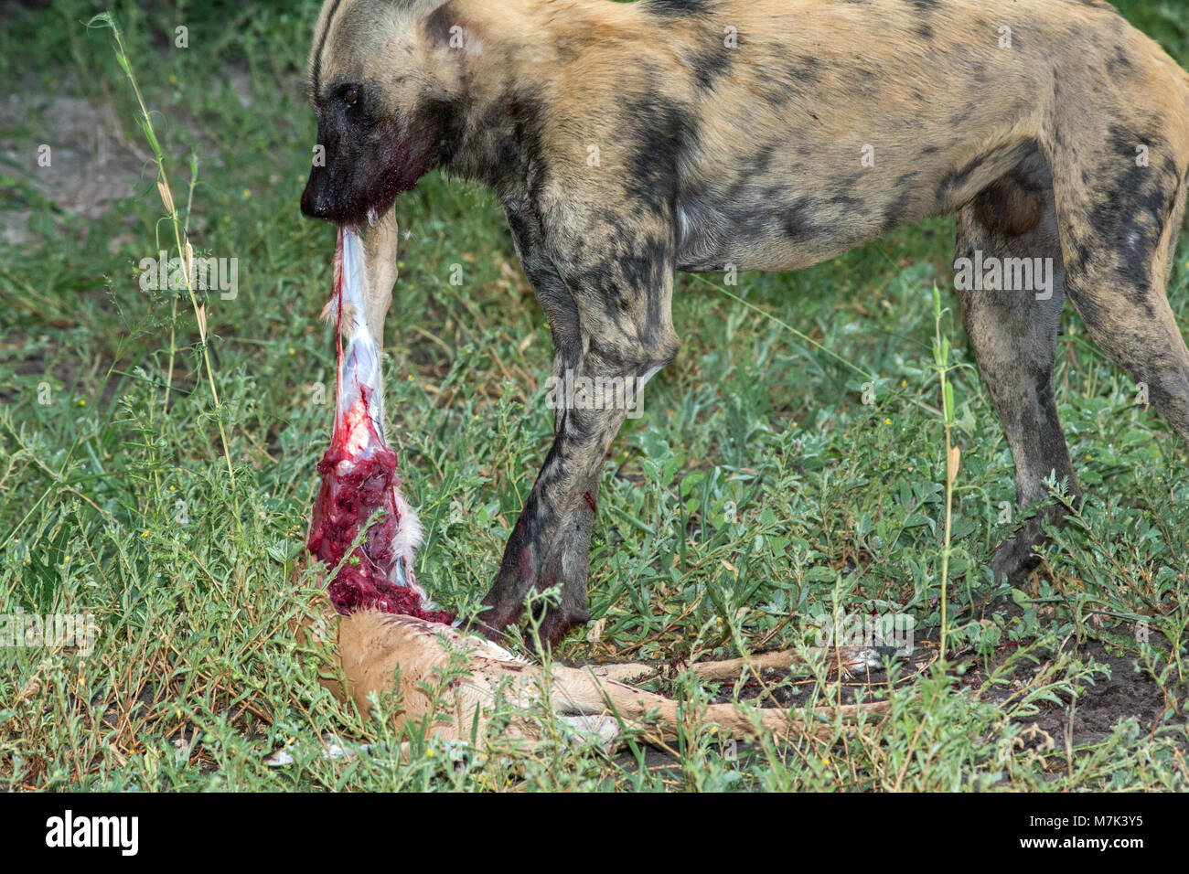 African Hunting Dog, or African Wild Dog or African Painted Dog or Painted Wolf (Lycaon pictus). Stock Photo