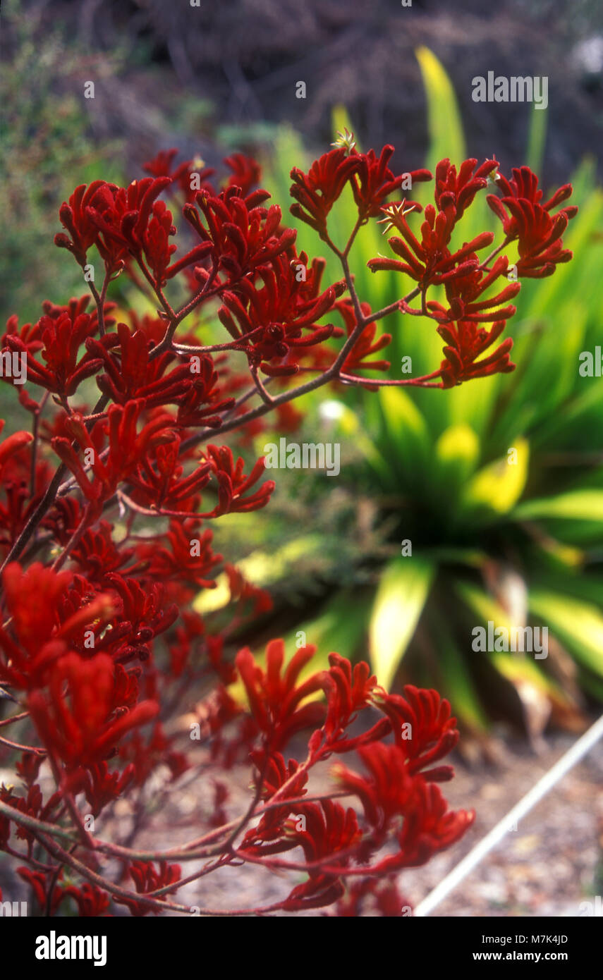 Red Kangaroo Paw flowers (Anigozanthos) Stock Photo