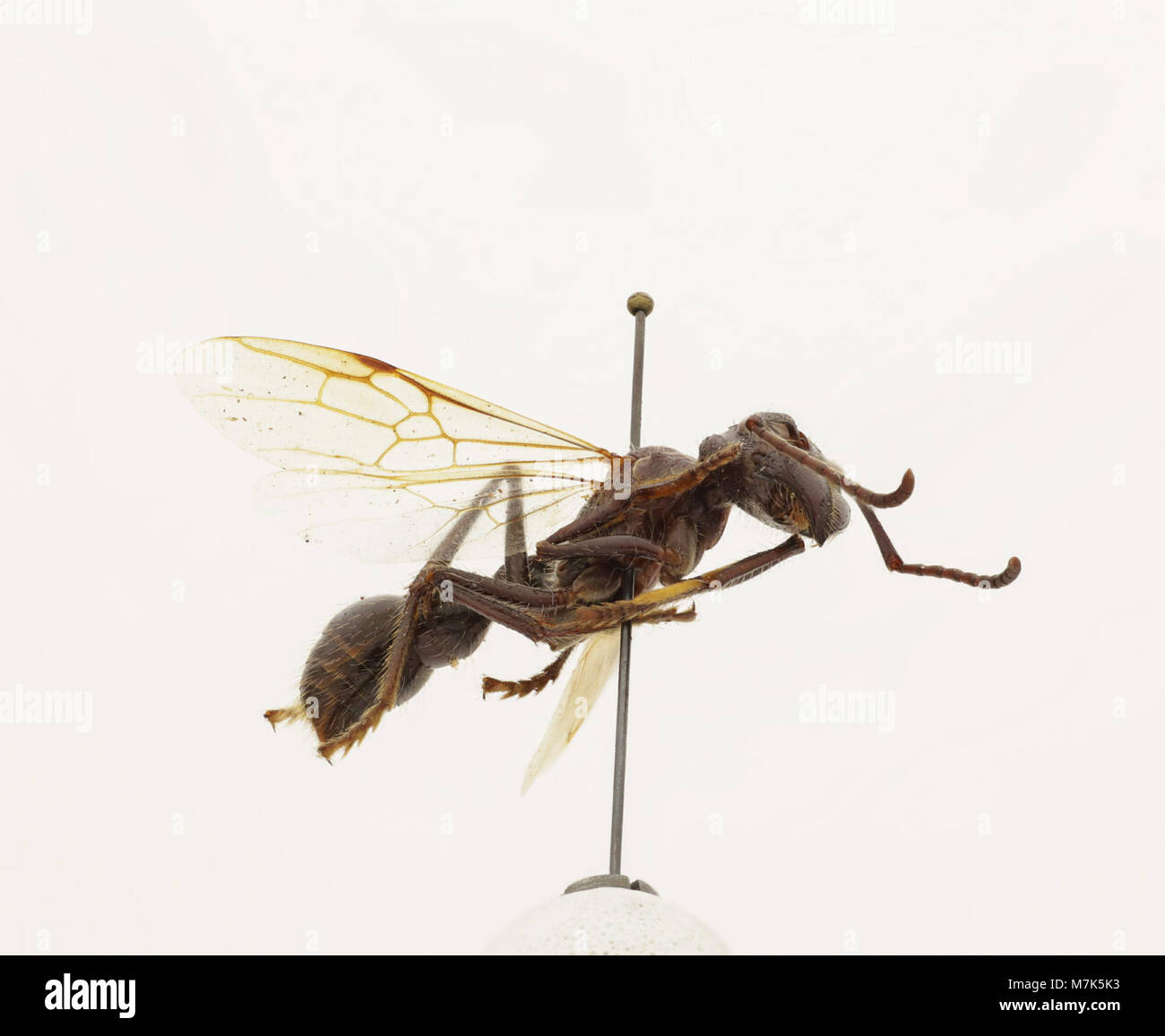 Paraponera clavata, known as the bullet ant, is notorious for its ...