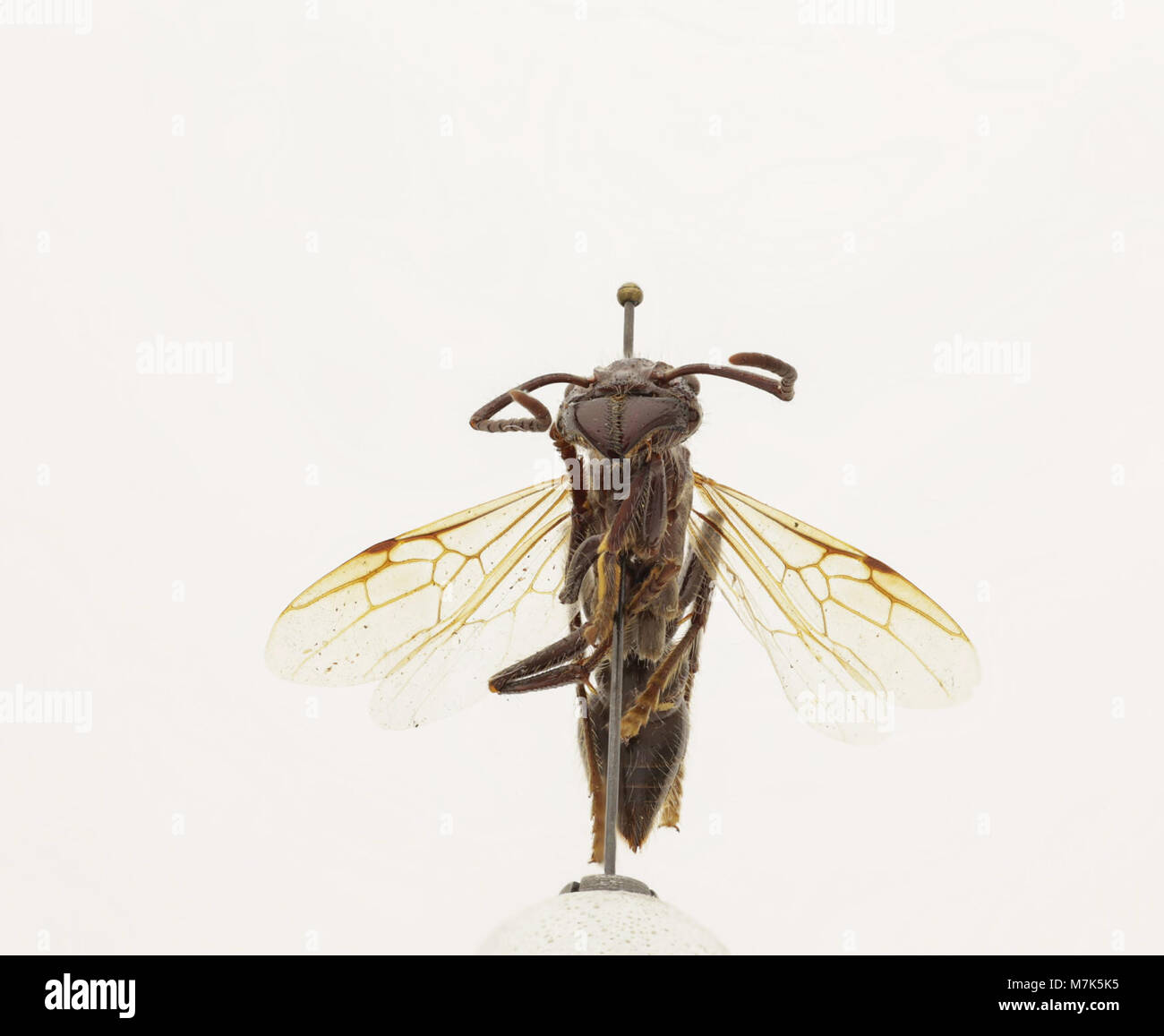 Paraponera clavata (Zoosphere 100 016 Stock Photo Alamy