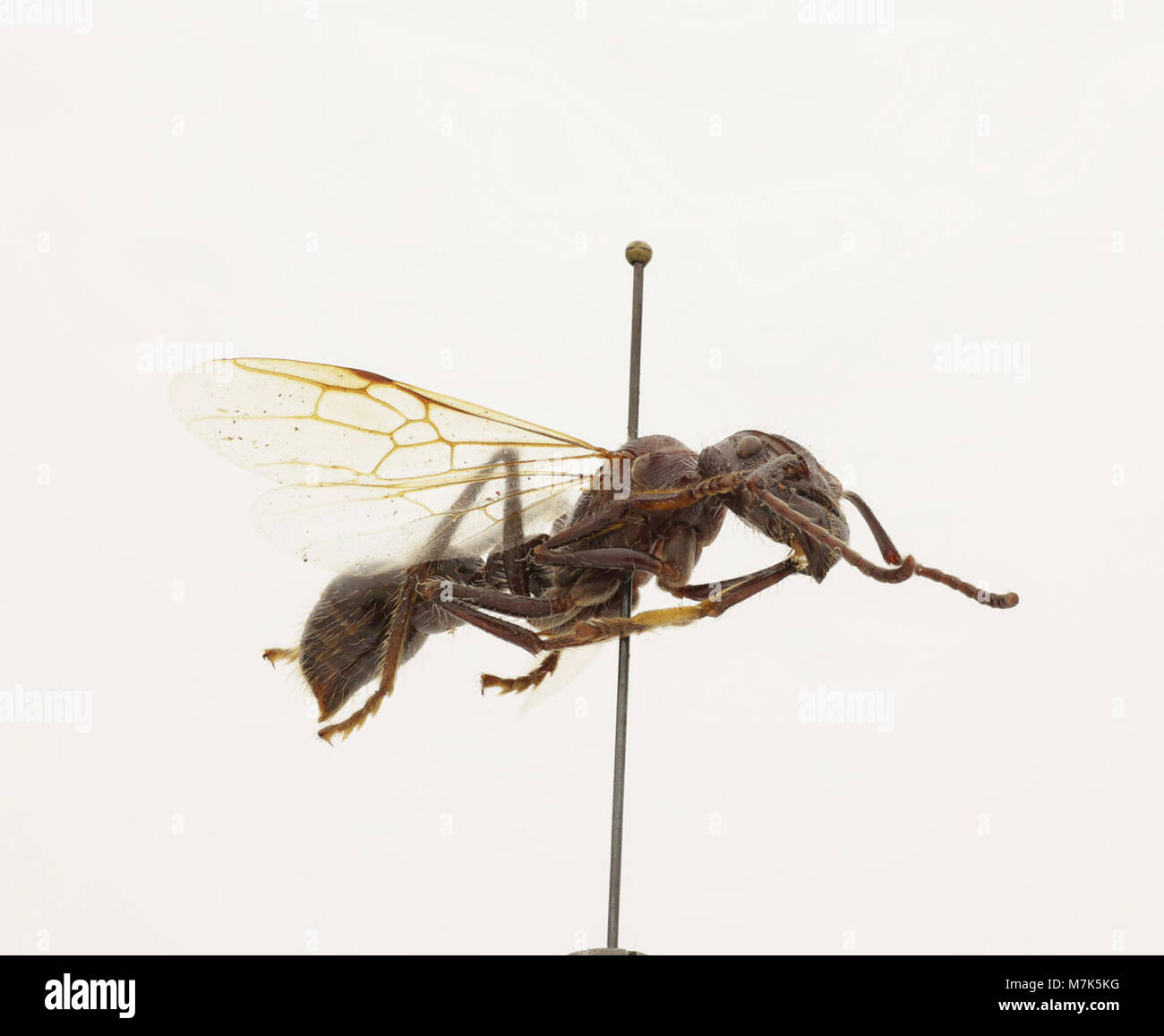 Paraponera clavata (Zoosphere 100 026 Stock Photo Alamy