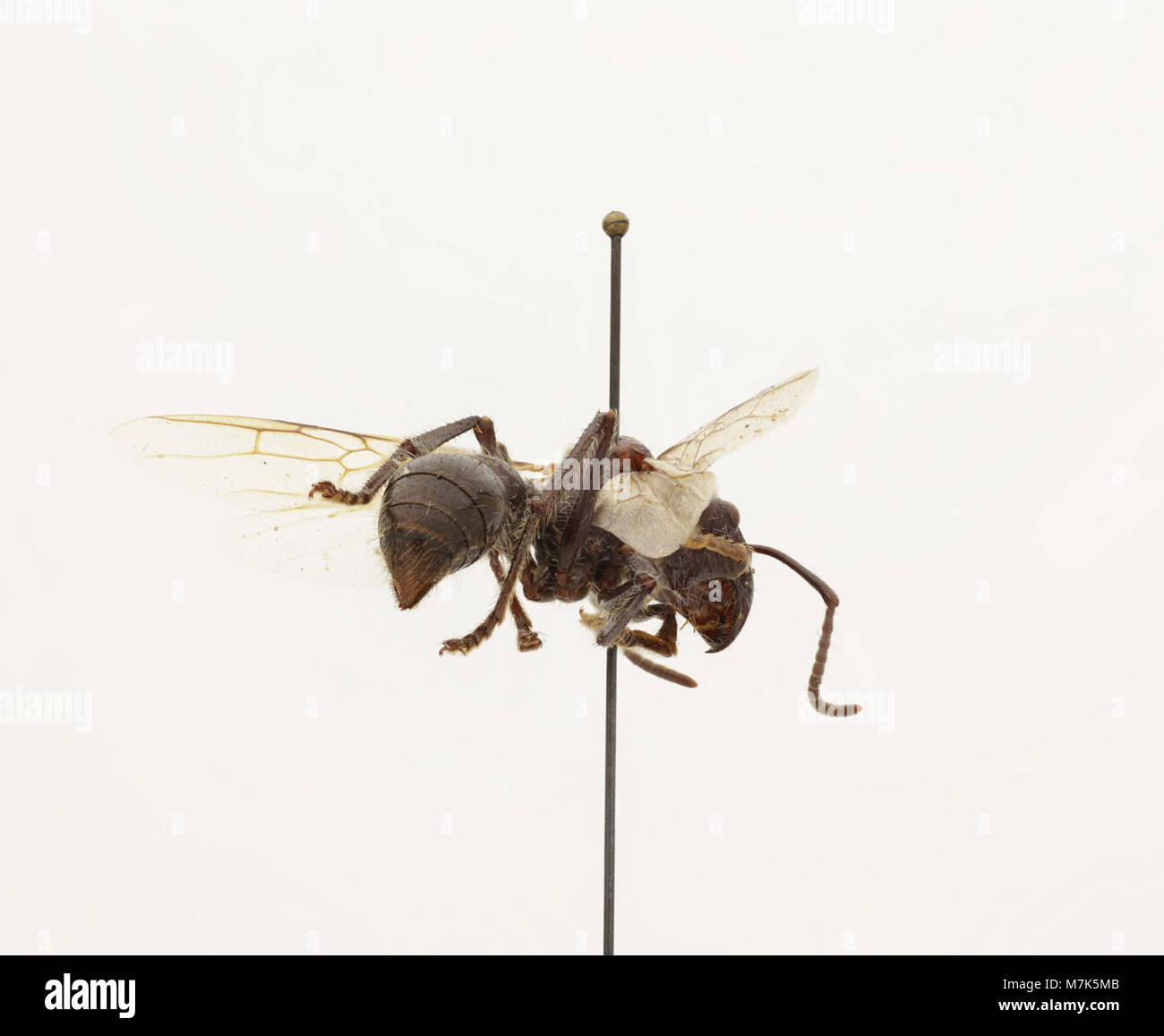 Paraponera clavata, commonly known as the bullet ant, is a species of ...