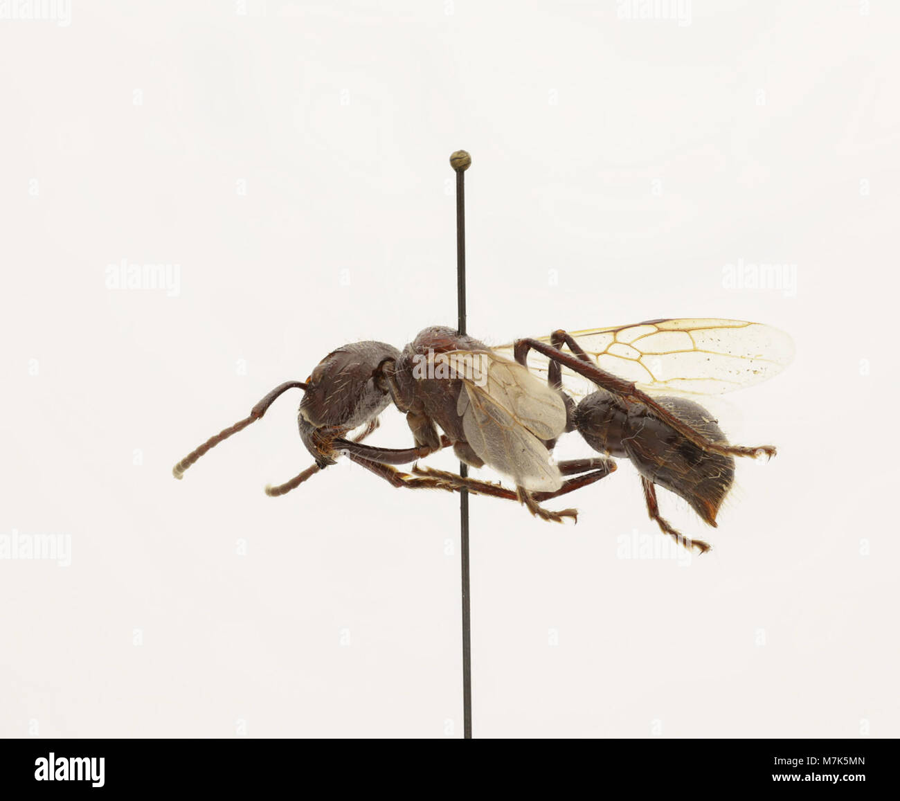 Bullet Insect Strongest animal in the world hi-res stock photography and images - Alamy