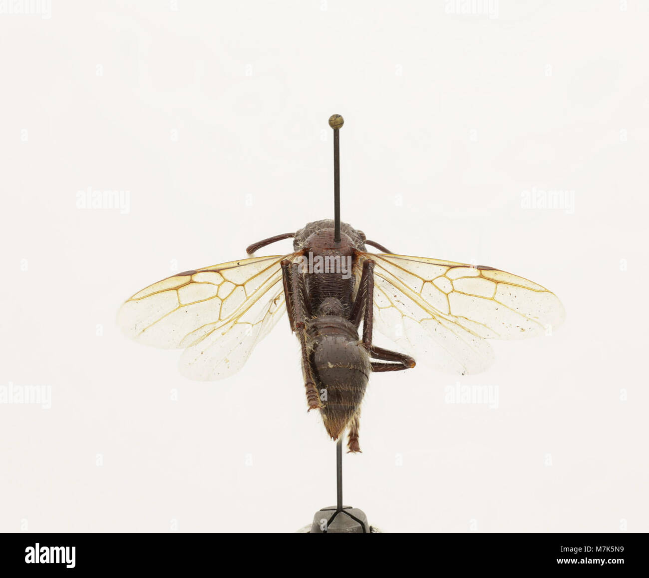 Paraponera clavata, commonly known as the bullet ant, is a species of ...