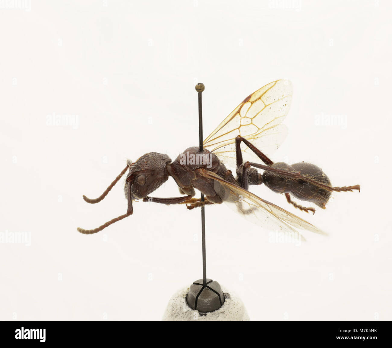 Paraponera clavata, commonly known as the bullet ant, is a species ...