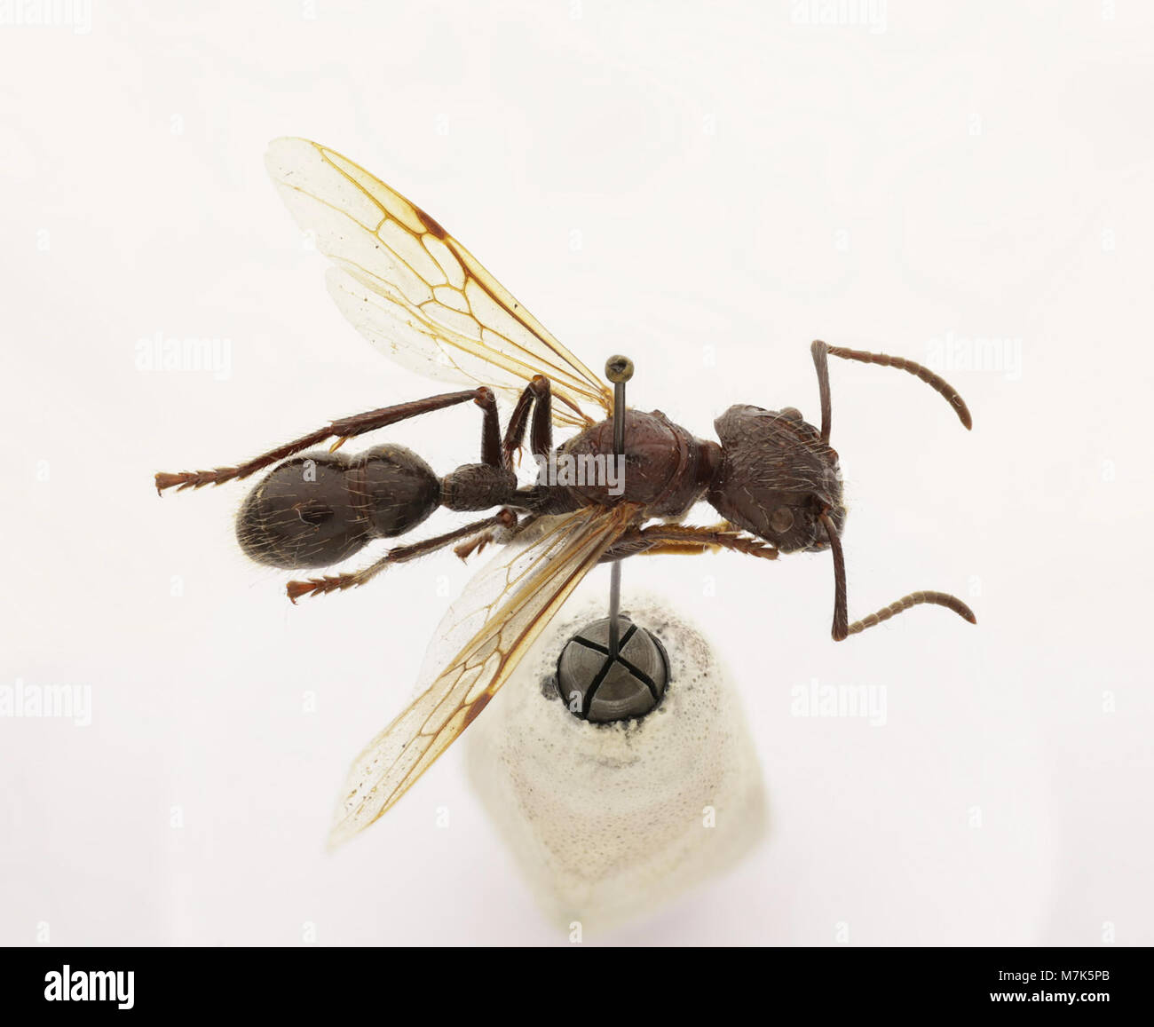 Paraponera clavata (Zoosphere 100 097 Stock Photo Alamy