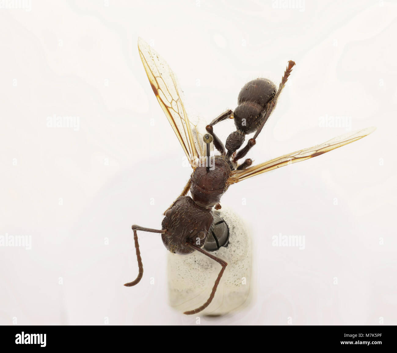 Paraponera clavata, commonly known as the bullet ant, is a species of ...