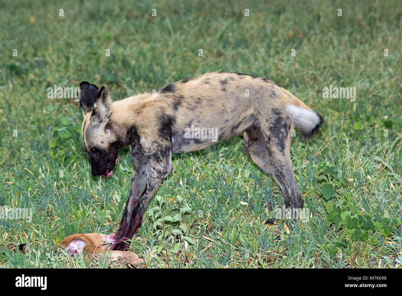 African Hunting Dogs, or African Wild Dogs or African Painted Dogs or Painted Wolves (Lycaon pictus). Pack having made a kill, one dog using fore legs Stock Photo