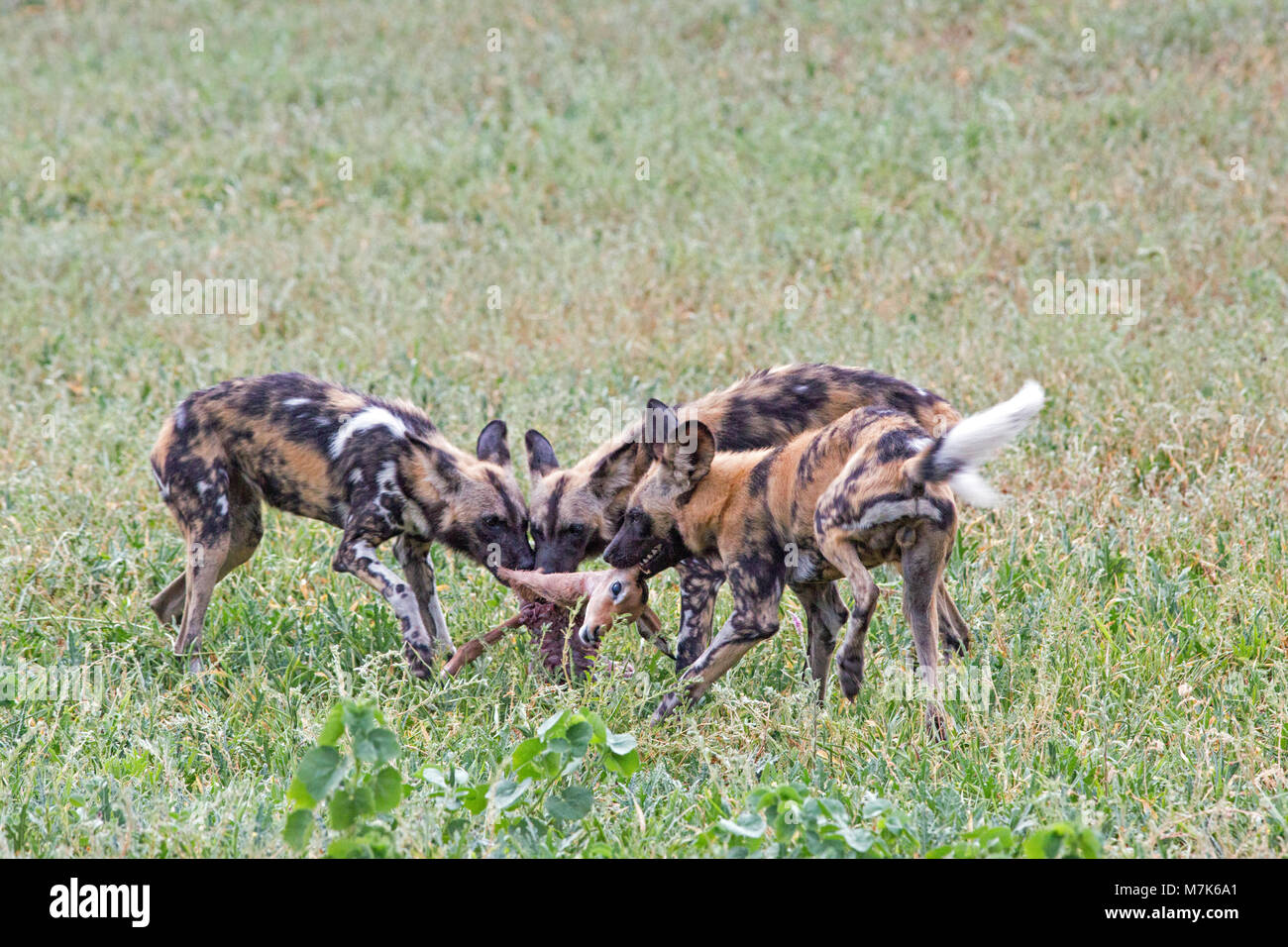 African Hunting Dogs, or African Wild Dogs or African Painted Dogs or Painted Wolves (Lycaon pictus). Pack having made a kill, three dogs tearing apar Stock Photo
