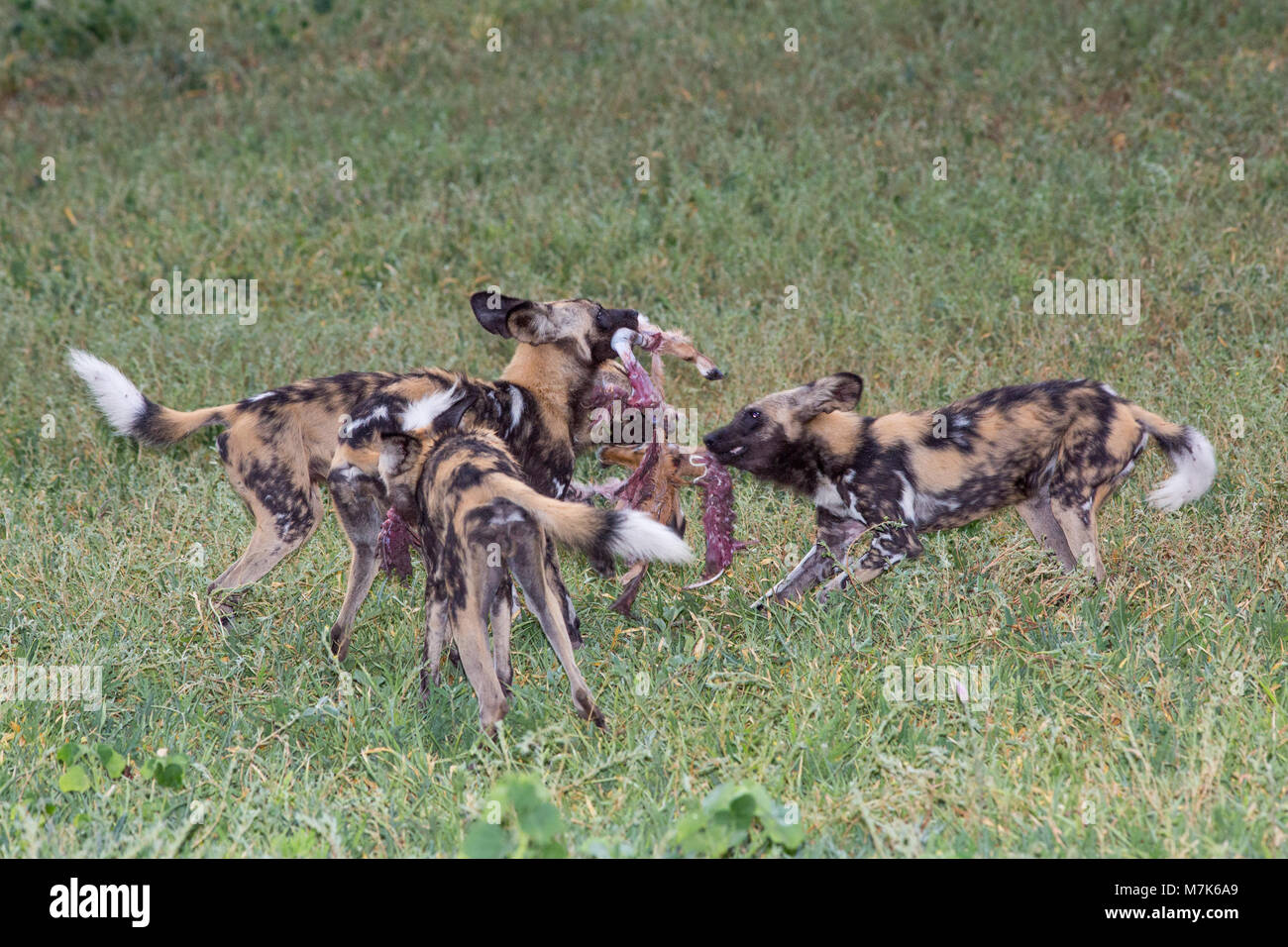 African Hunting Dogs, or African Wild Dogs or African Painted Dogs or Painted Wolves (Lycaon pictus). Pack having made a kill, tearing apart the remai Stock Photo