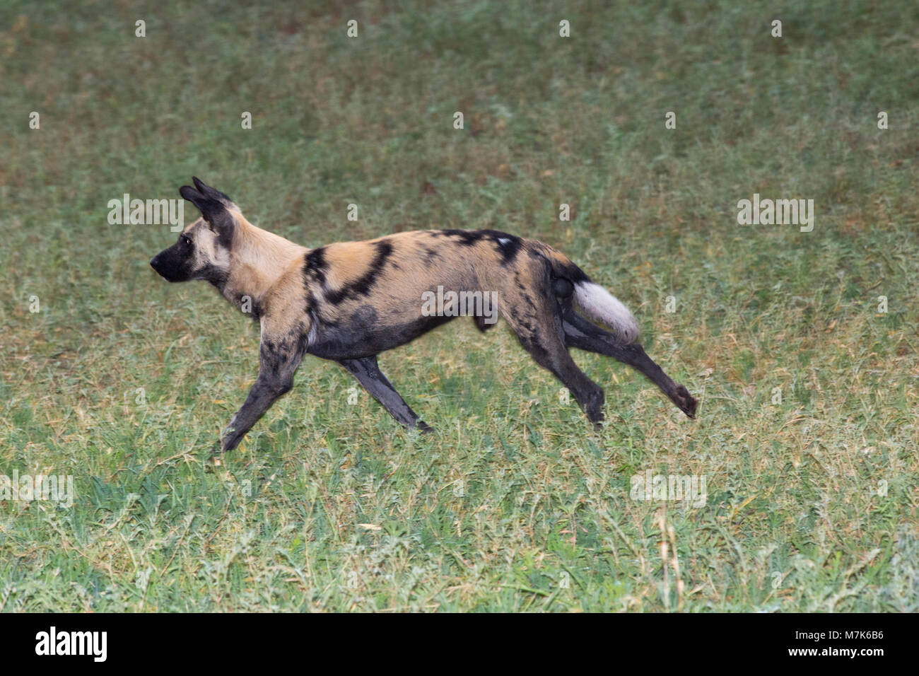 African Hunting Dog, African Wild Dog, or Painted Dogs (Lycaon pictus). About to begin chase for just sighted Impala (Aepyceros melampus). Okavango  D Stock Photo