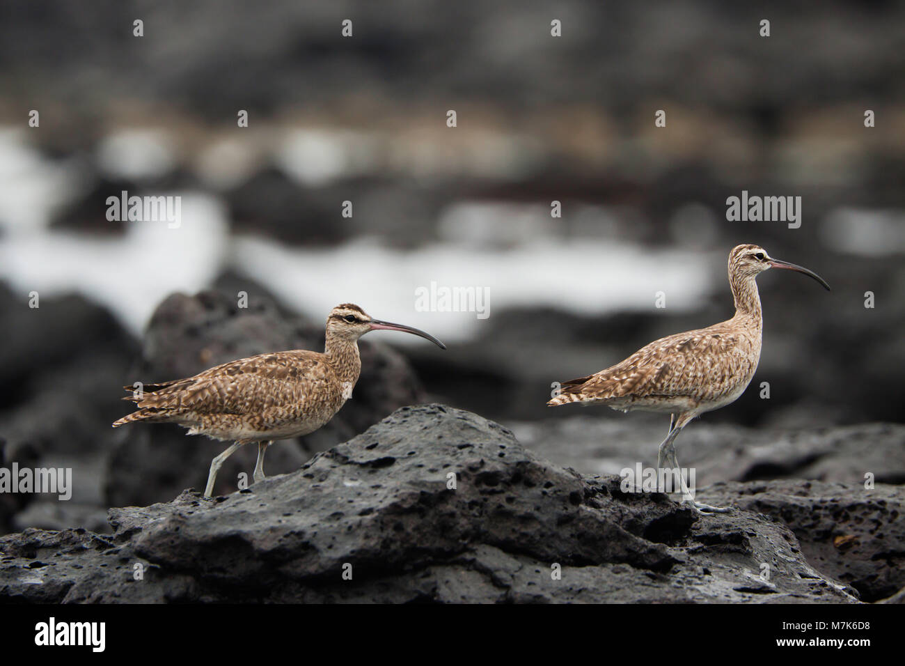 The Whimbrel,  Numenius phaeopus hudsonicus, is a wader in the large family Scolopacidae. It is the one of the most widespread of the curlews.  Photog Stock Photo