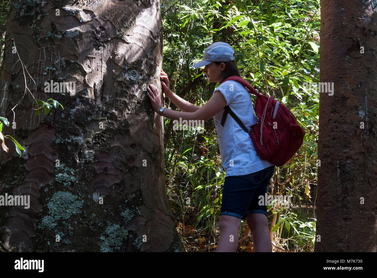 A young woman examines a kauri tree for signs of Kauri dieback disease