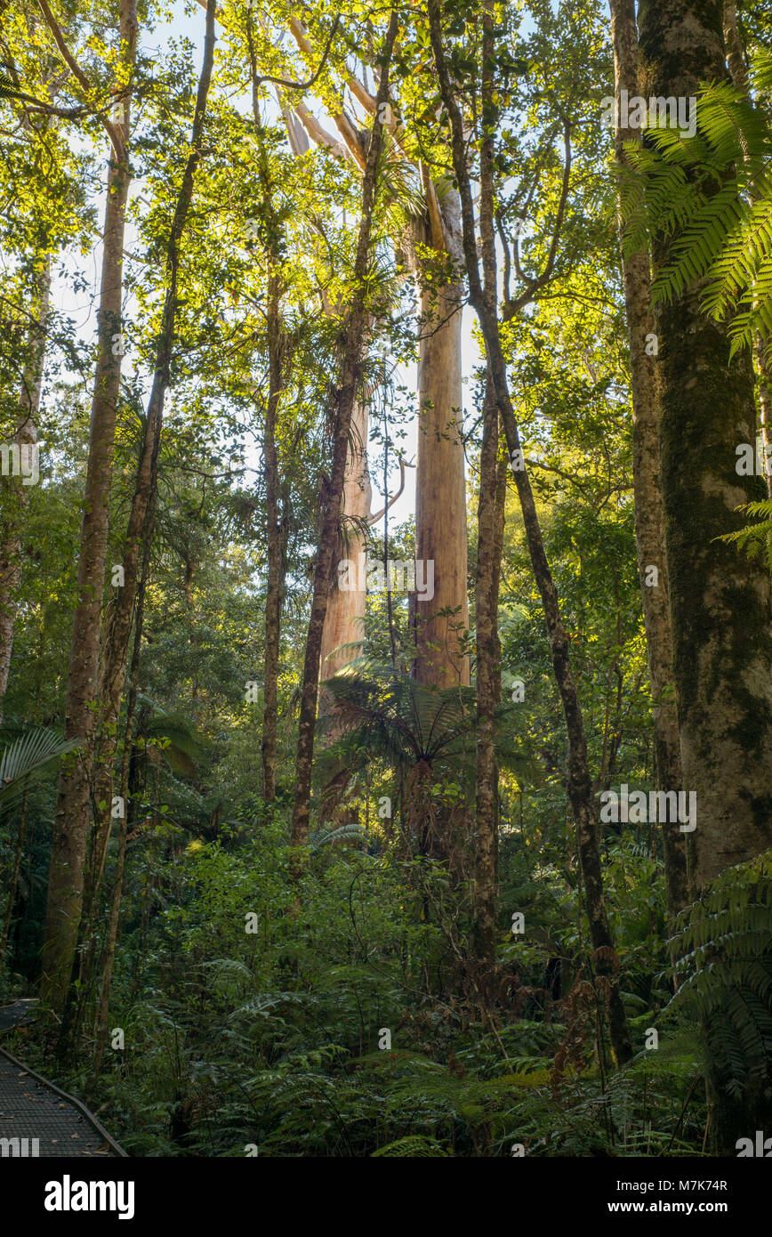 Tree Ferns and other trees frame two dead kauri trees killed by Kauri