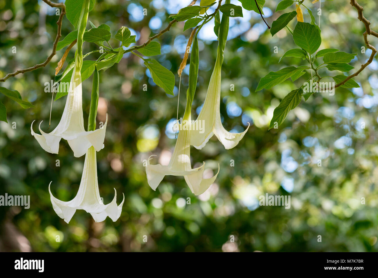 A Brugmansia or Angel's Trumpet shrub or tree. Native to South America, they are common in other countries including Australia Stock Photo